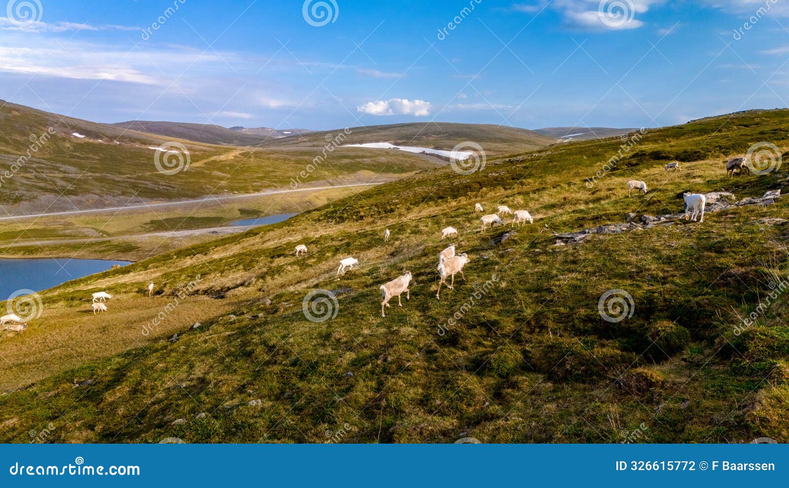 reindeer grazing in norway's scenic highlands, north cape or nordkapp, norway