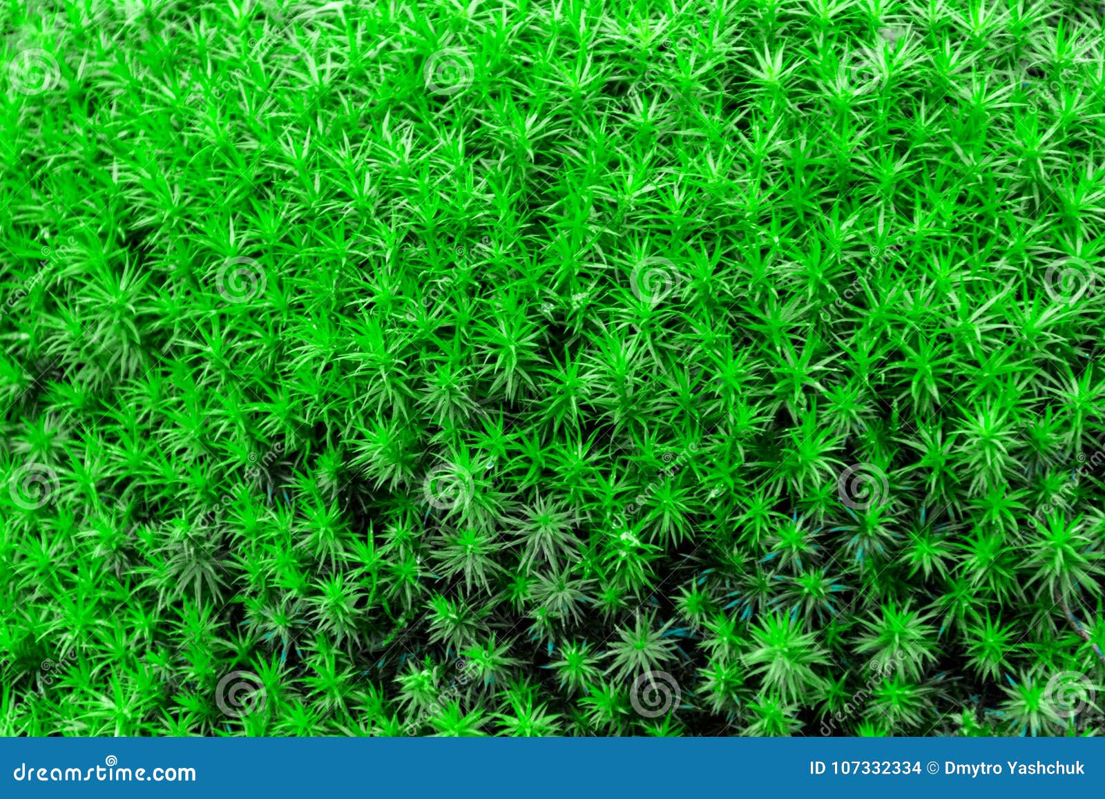 Reindeer Green Moss Wall Decoration Made of Reindeer Lichen Stock Photo ...