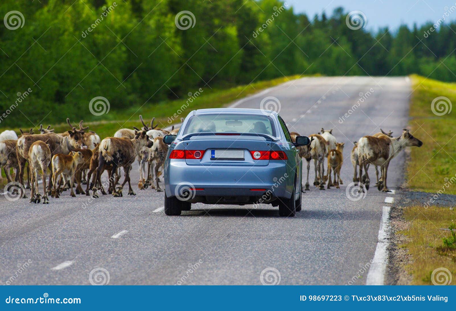 reindeer herd is stopping the car