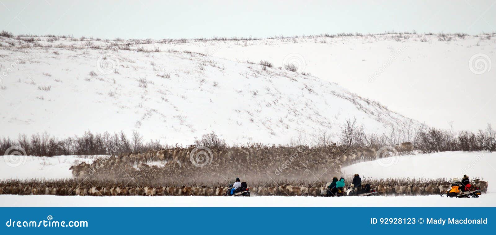 reindeer herd