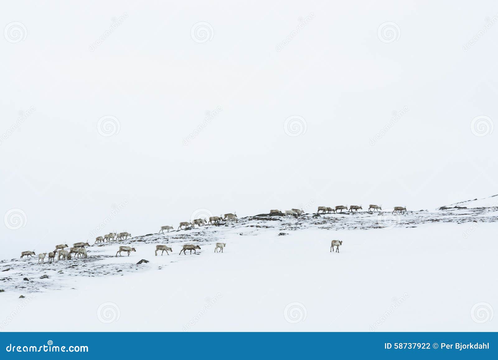 reindeer herd wintertime sweden