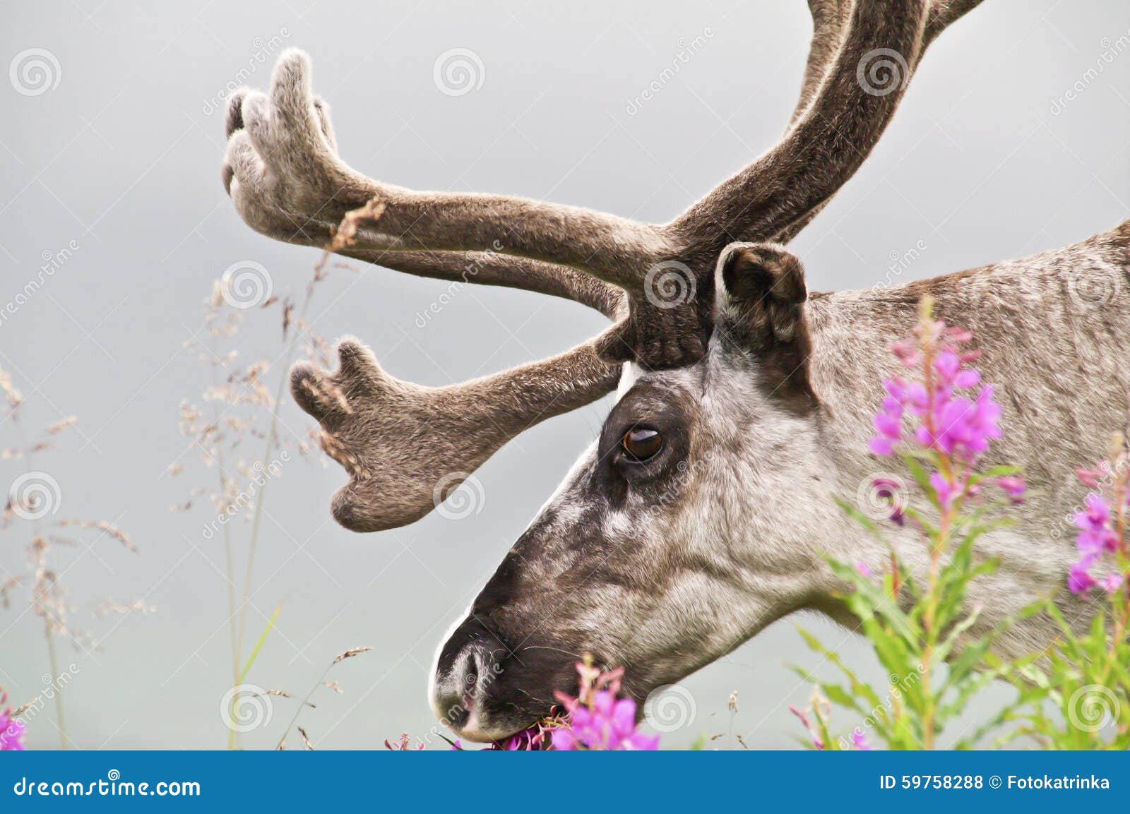Reindeer looking at us stock photo. Image of herb, lapland 59758288