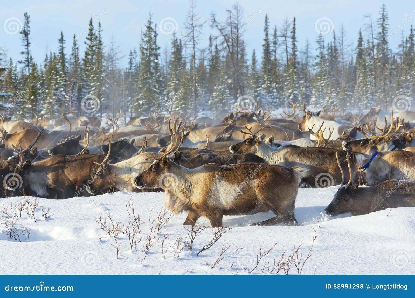 reindeer migrate in the tundra