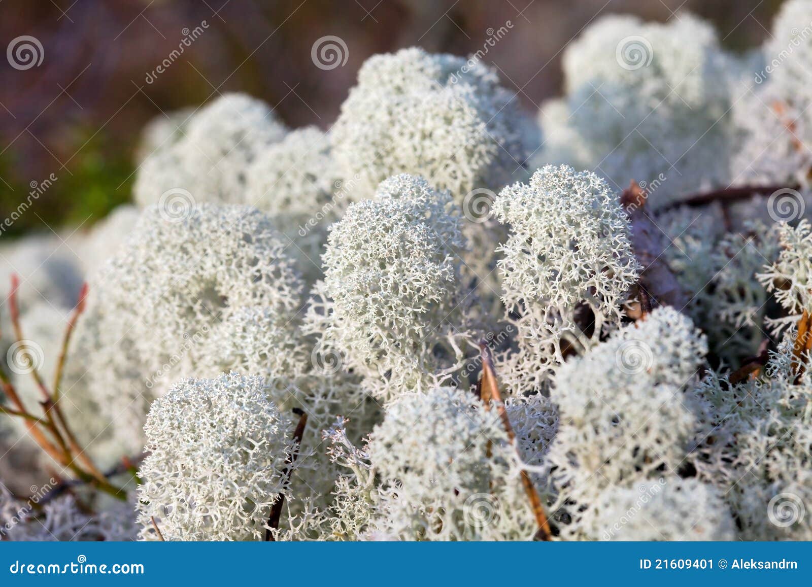 Reindeer moss stock image. Image of tundra, boreal, natural 21609401