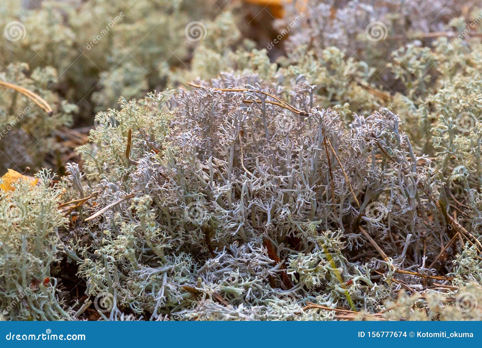 download reindeer moss for free download reindeer moss for free