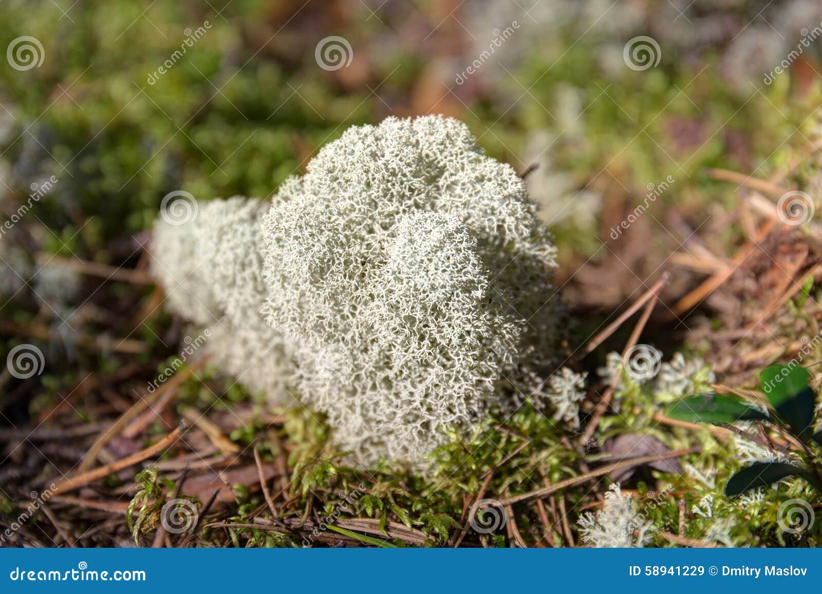download reindeer moss download reindeer moss