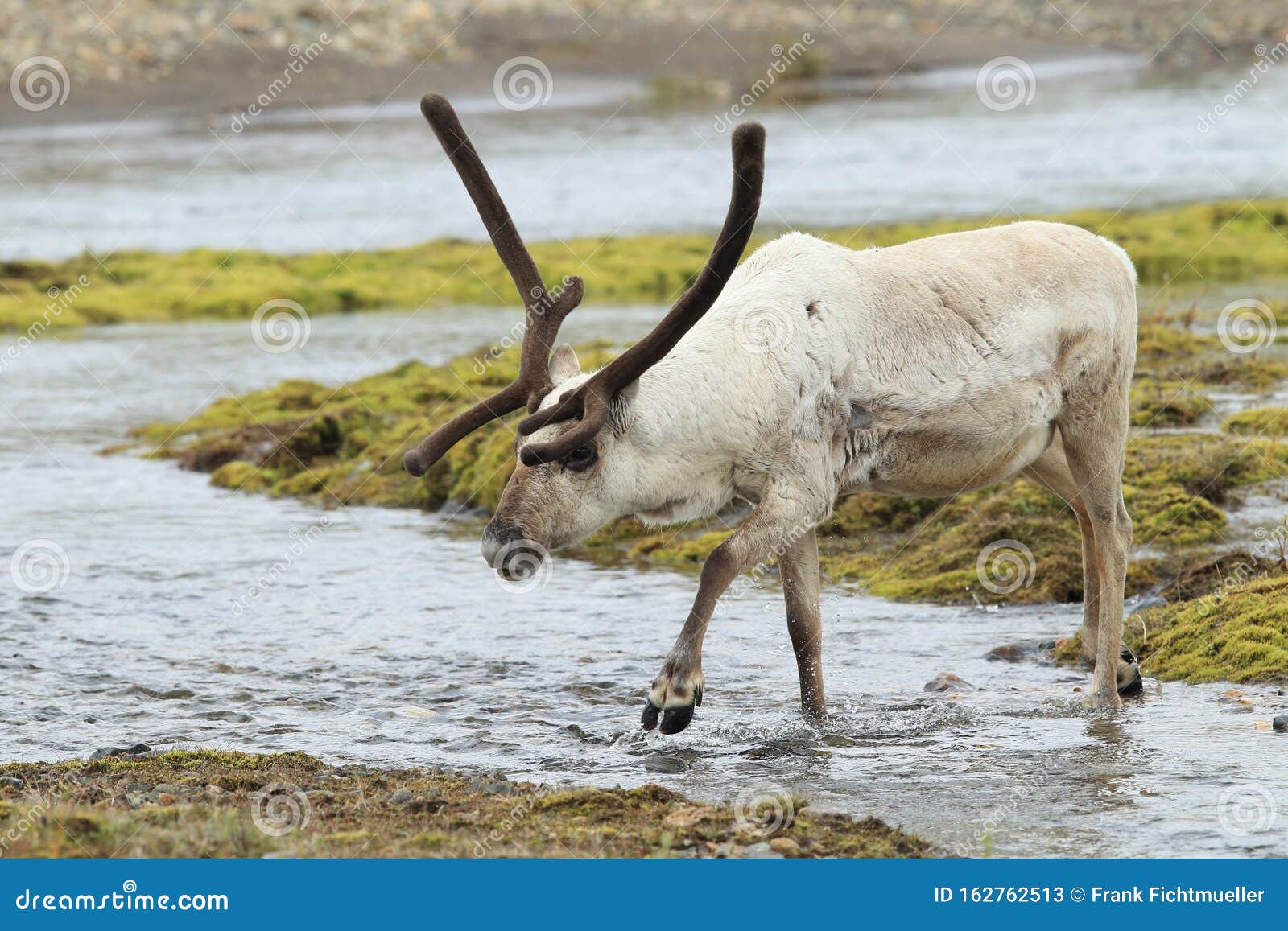 reindeer (rangifer tarandus) caribou, iceland