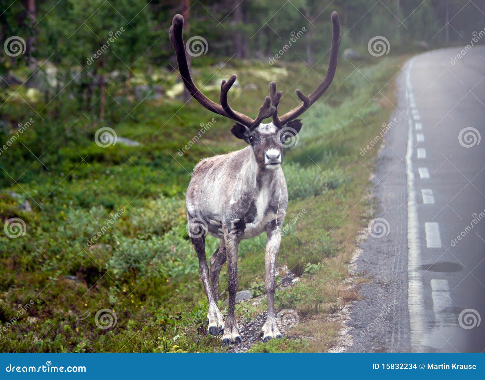 Reindeer by the road stock photo. Image of norway, antlers 15832234