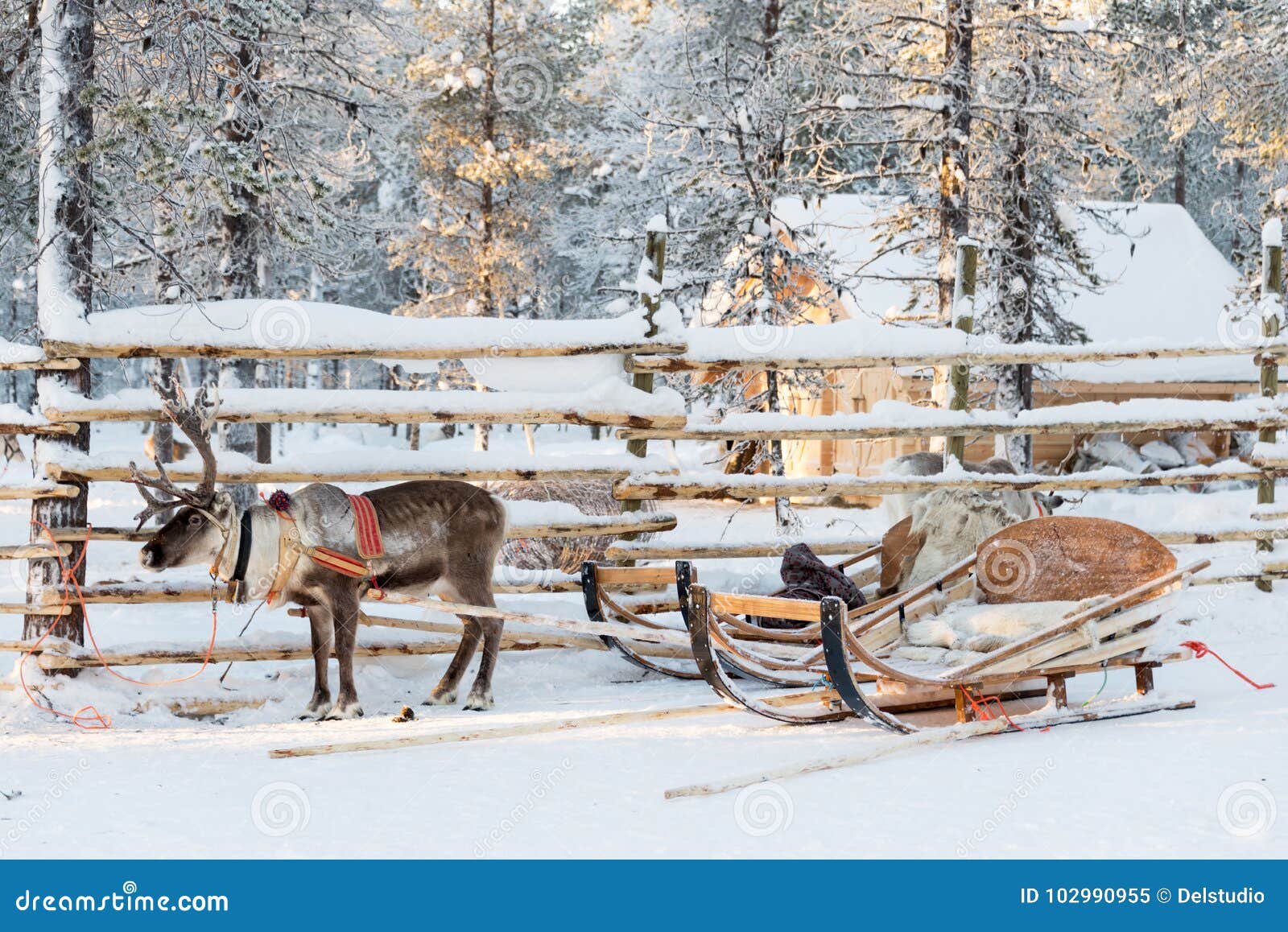 reindeer sledge, in winter, lapland finland