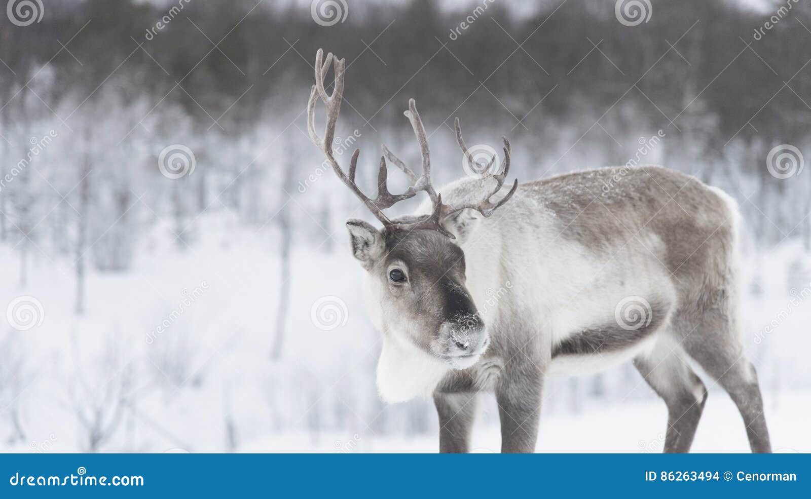 reindeer