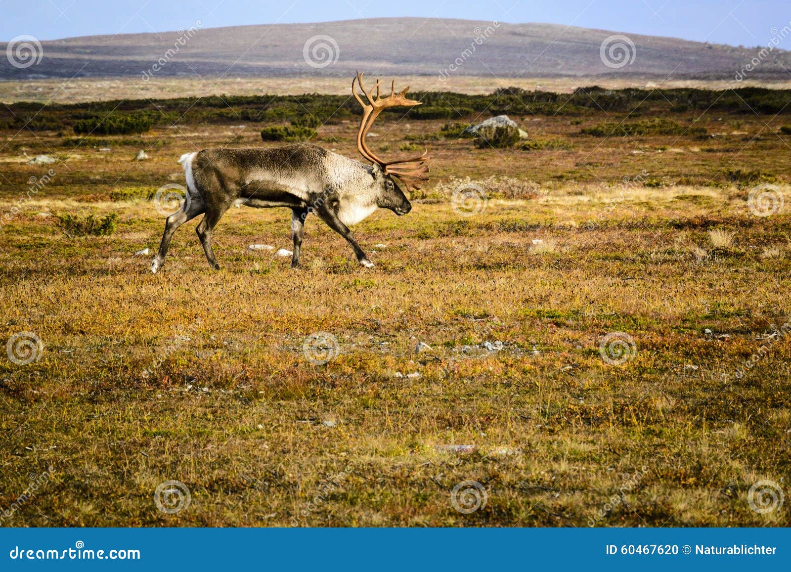 reindeer on tundra