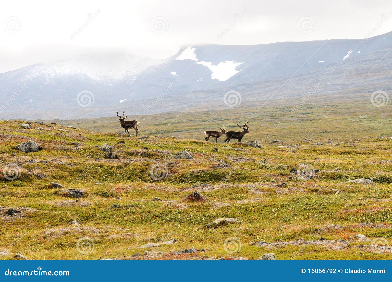 Reindeers in the grassland stock photo. Image of stag 16066792