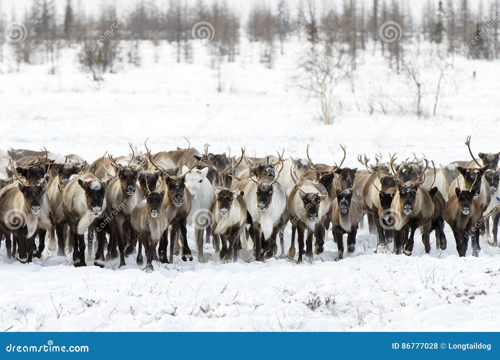 reindeers migrate for a best grazing in the tundra