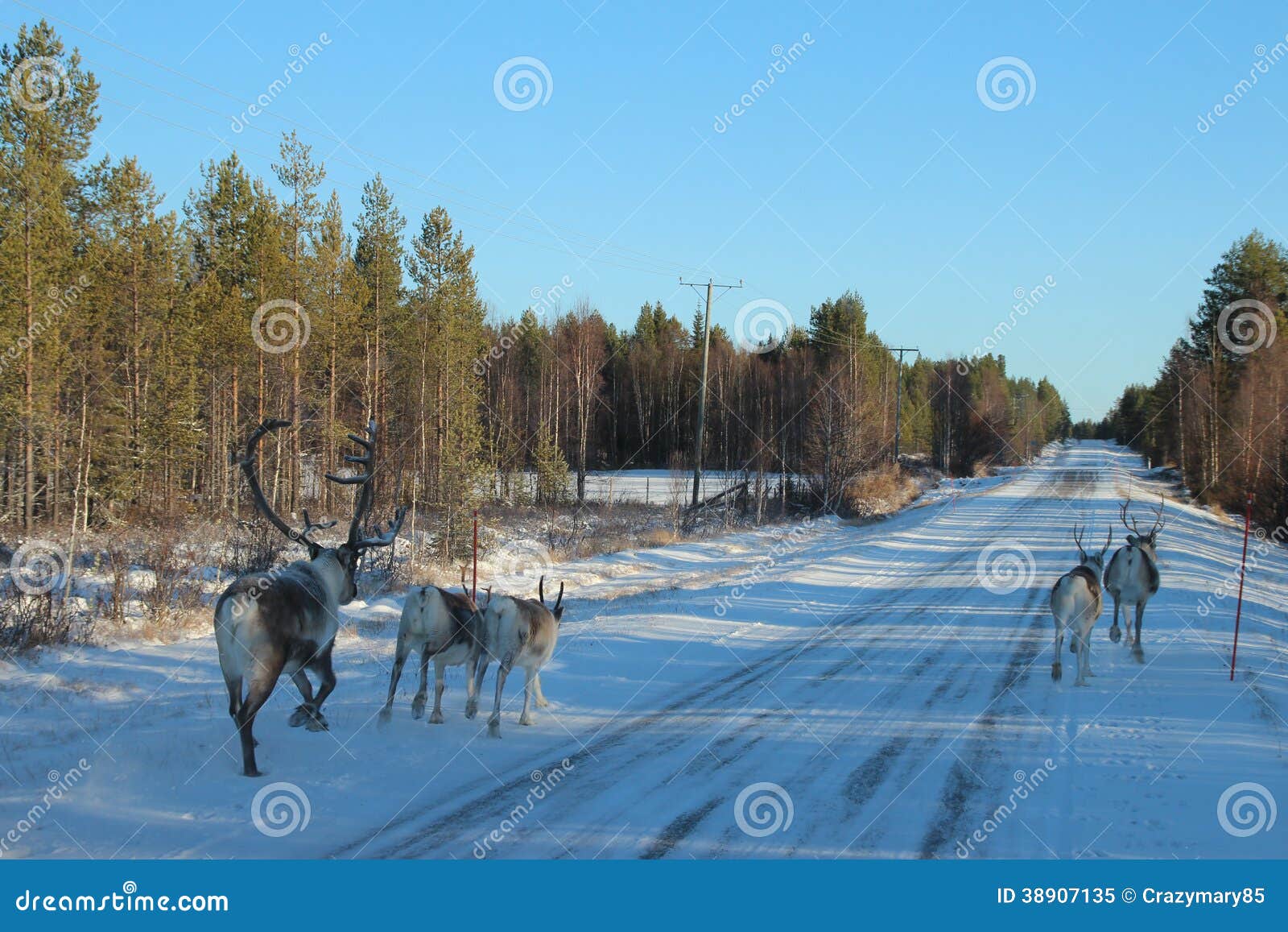 reindeers running before car