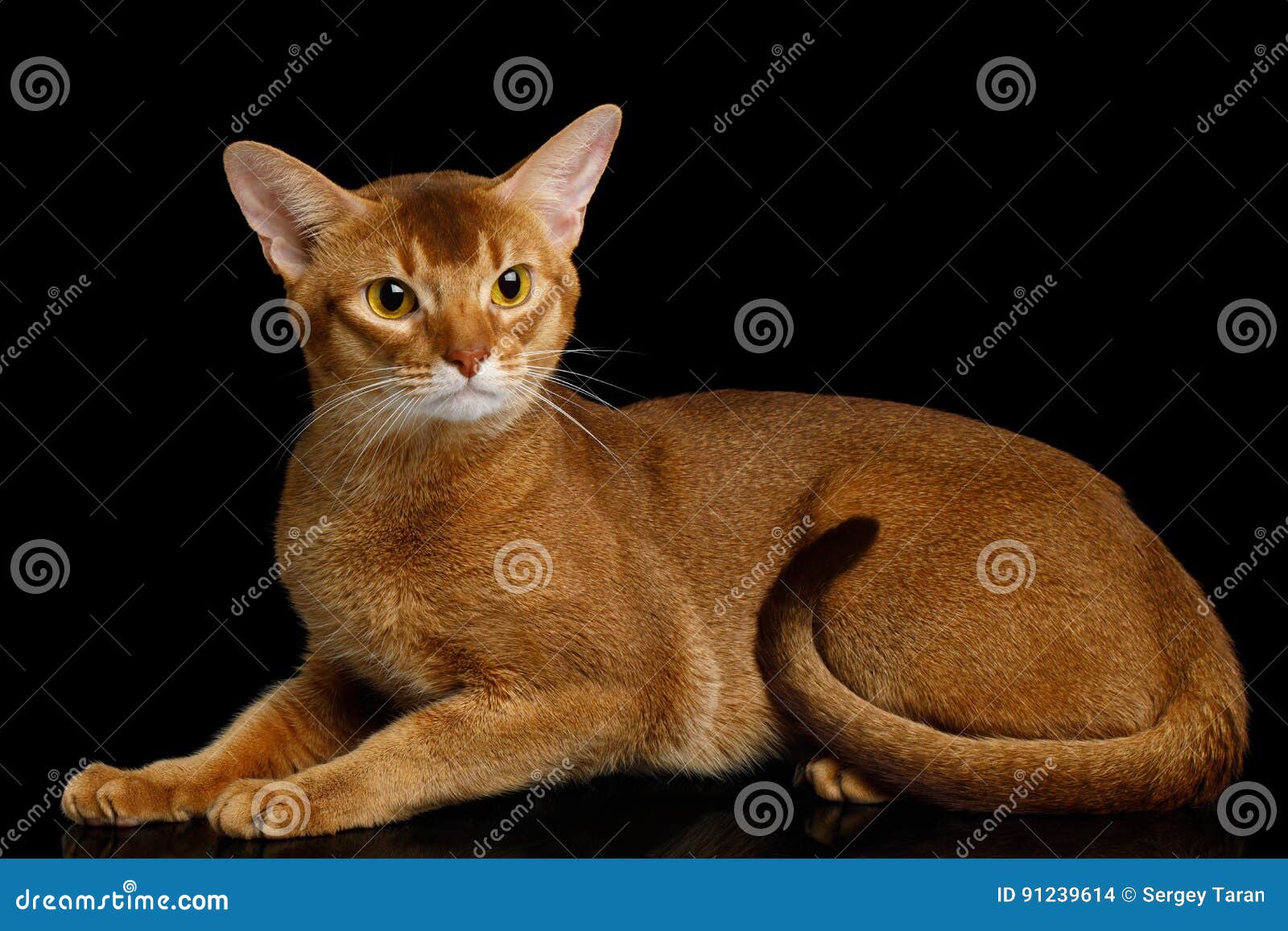 Reinrassige abyssinische Katze lokalisiert auf schwarzem Hintergrund. Abyssinier Cat Lying mit dem neugierigen Gesicht, lokalisiert auf schwarzem Hintergrund mit Reflexion