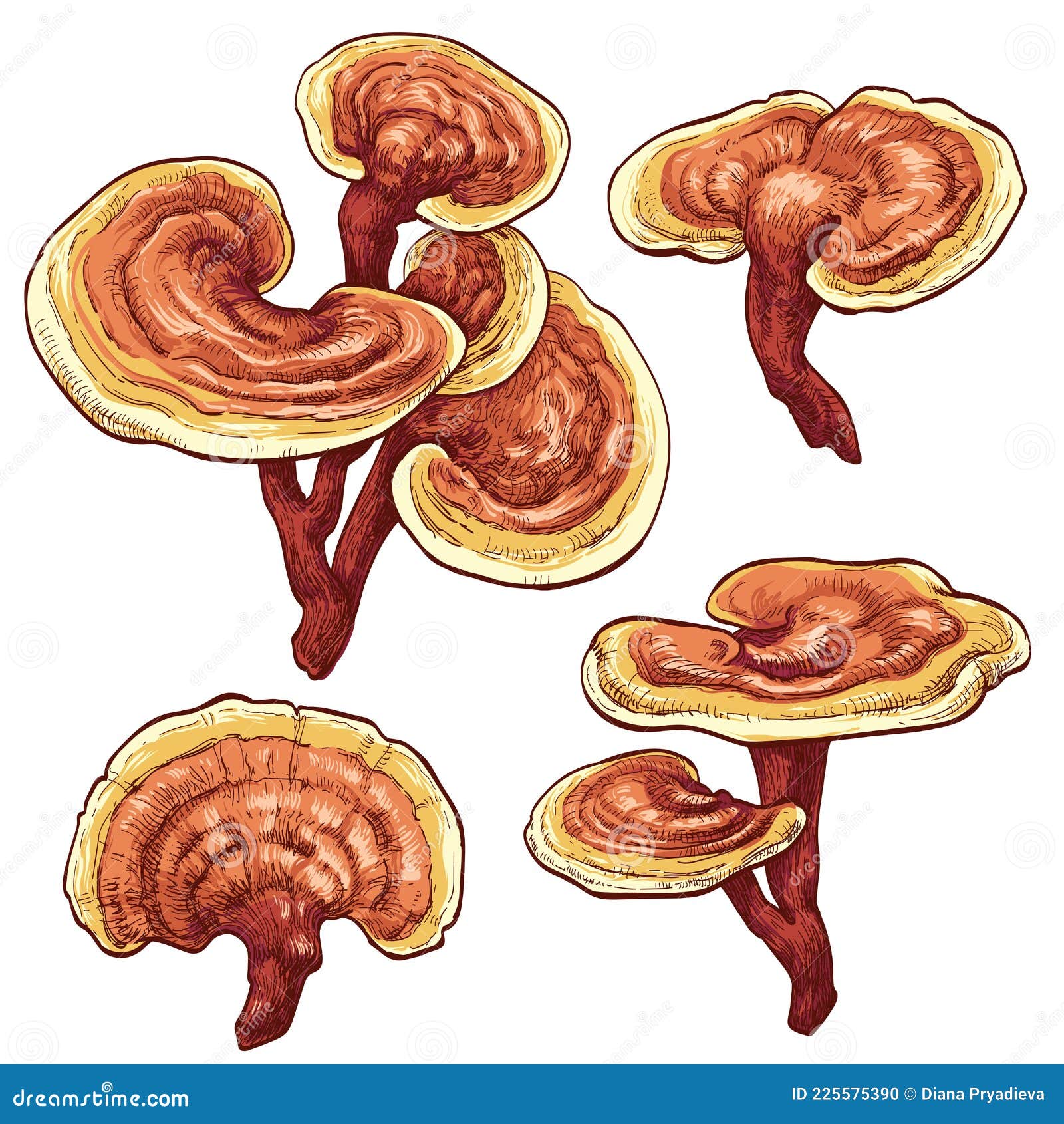 reishi ganoderma lucidum mushroom set. colored   of mushrooms on white background.