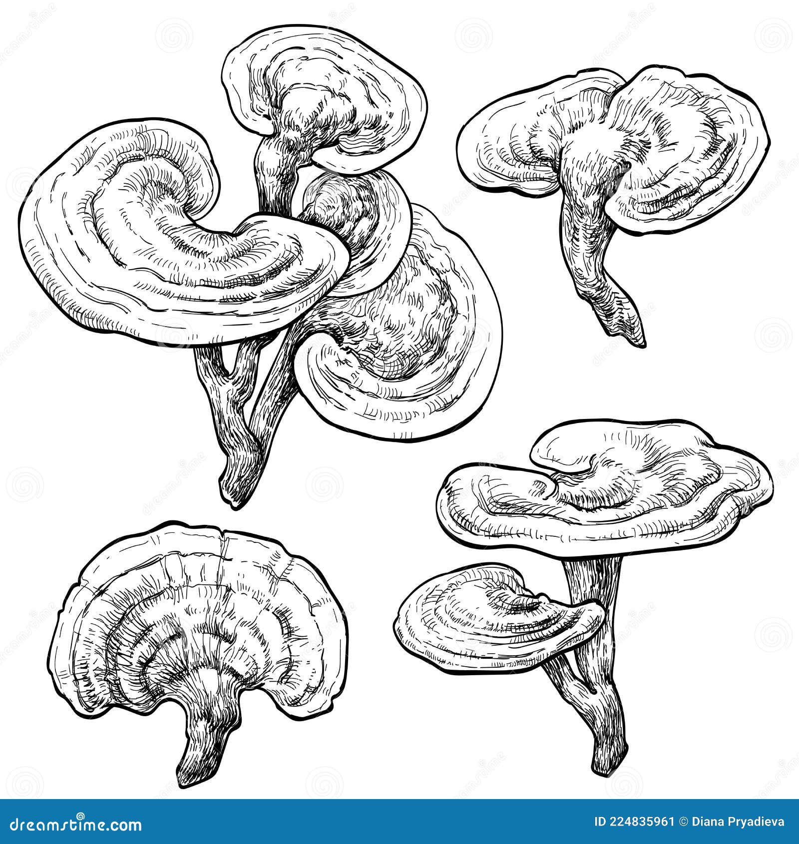 reishi ganoderma lucidum mushroom set.   of mushrooms on white background.