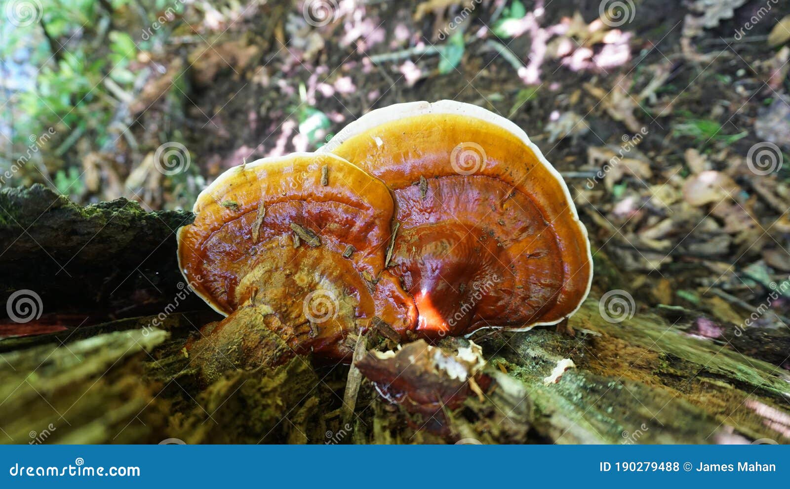 reishi ganoderma tsugae growing in the forest. popular mushroom in herbalism.