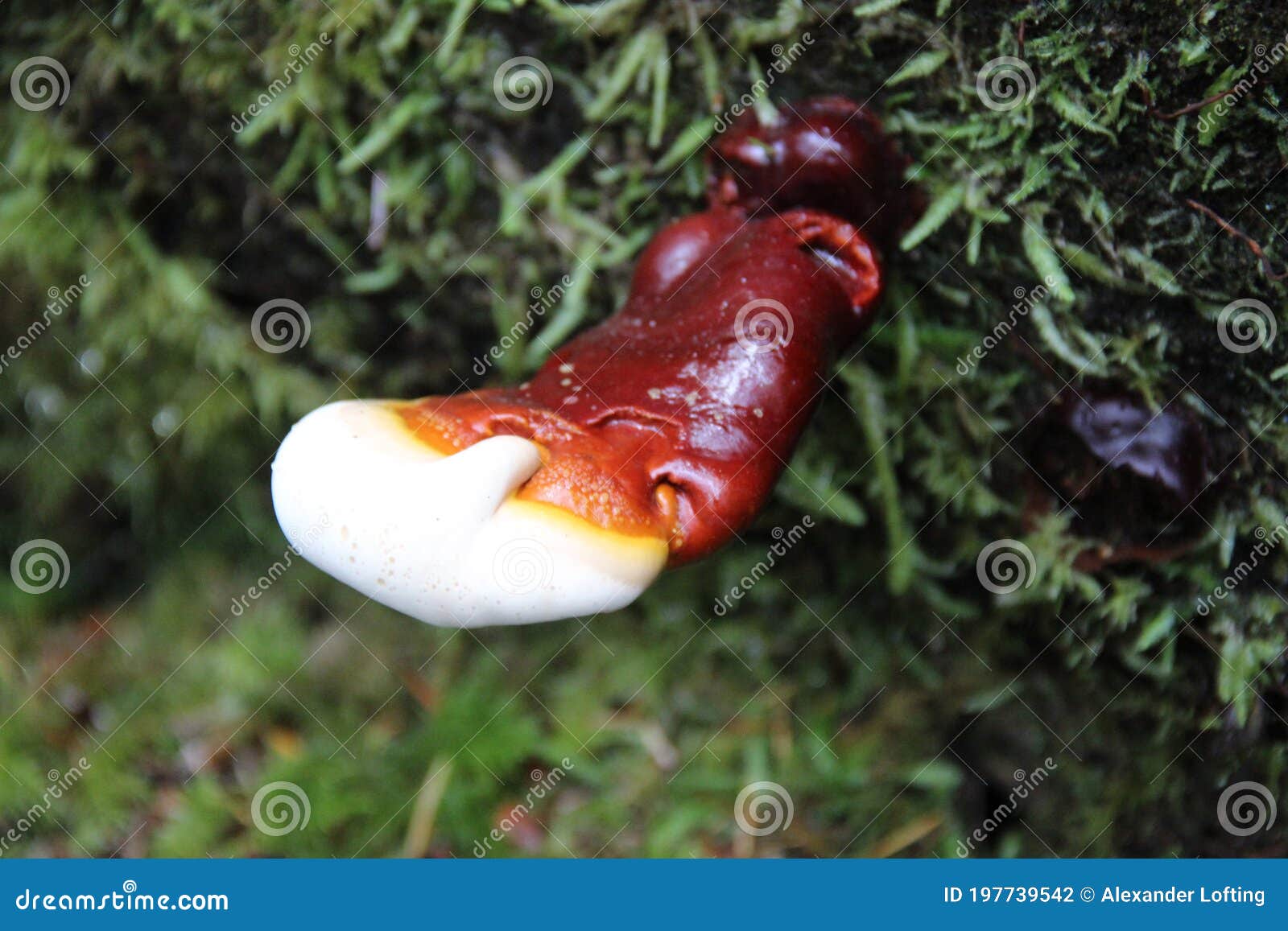 reishi mushroom in antler phase