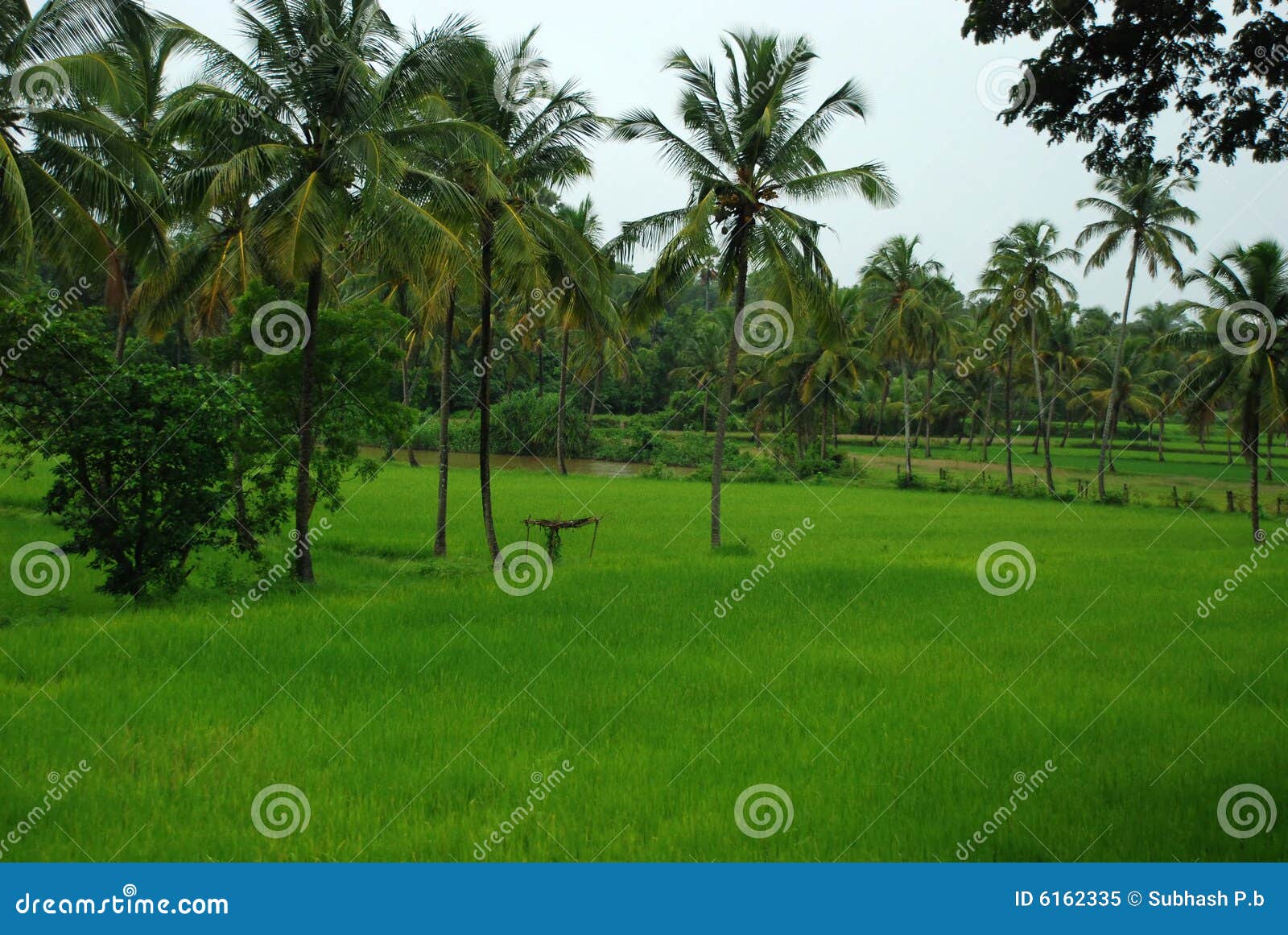 Reispaddyfeld - Landschaft. Ein Ansichtreis-Paddyfeld mit Kokosnussbäumen
