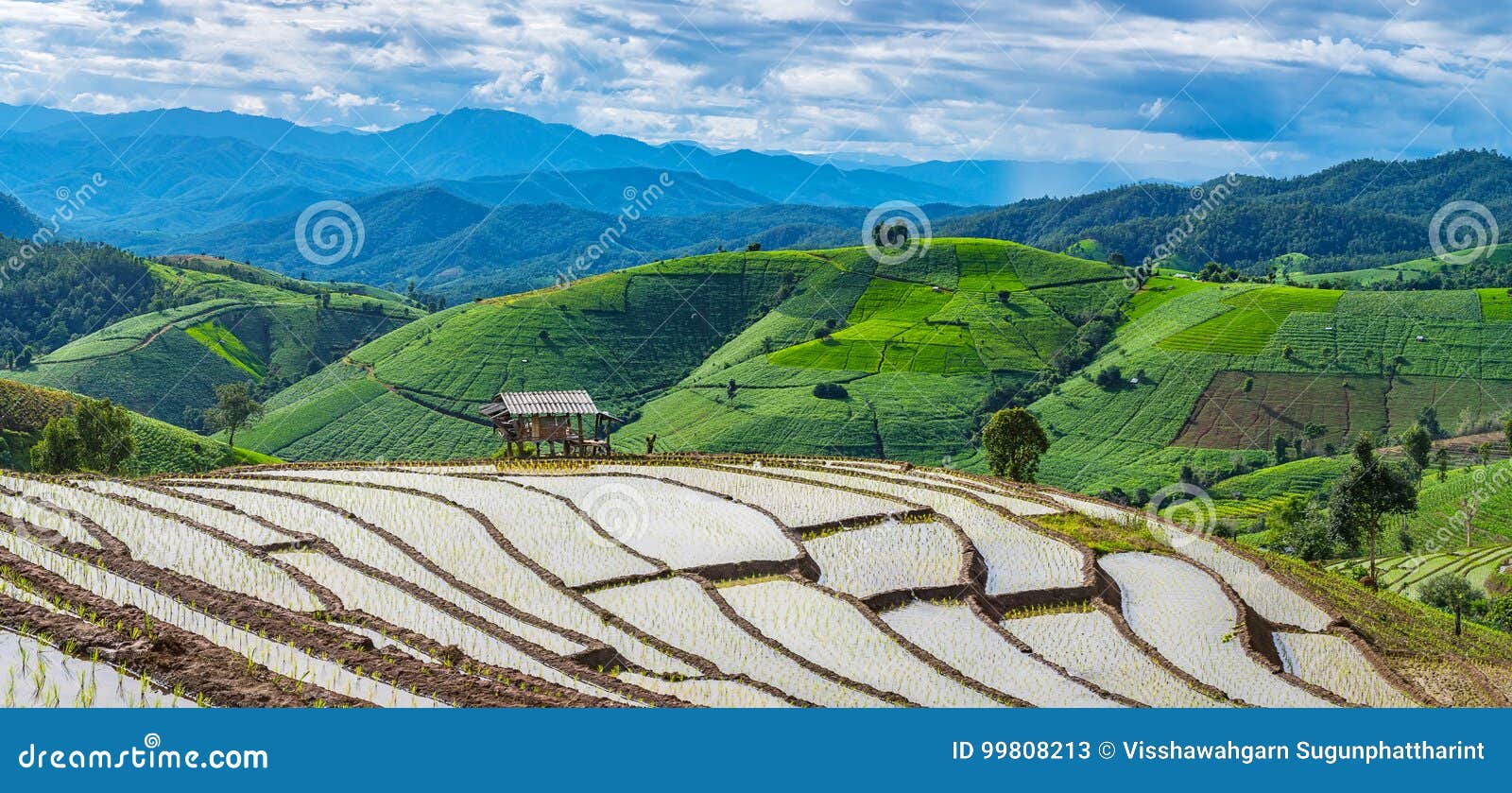 Reisterrasse in einer bewölkten Beleuchtung der Regenzeit. Panoramaansicht weniger Hütte und Reisterrasse in einer bewölkten Beleuchtung umgeben durch Bäume und Berge an PA Bong Piang nahe Nationalpark Inthanon und Mae Chaem, Chiangmai, Thailand