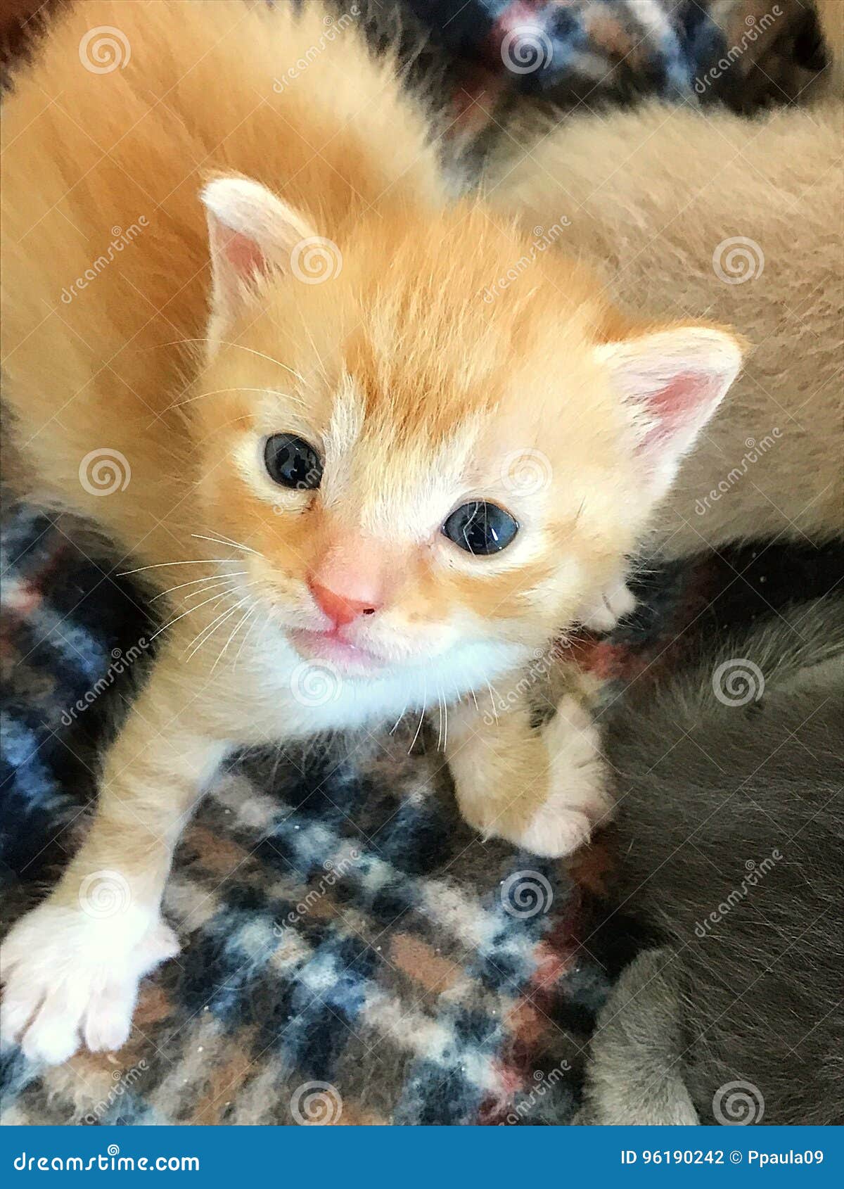 Reizendes Baby Garfield Stockfoto Bild Von Blau Reizend