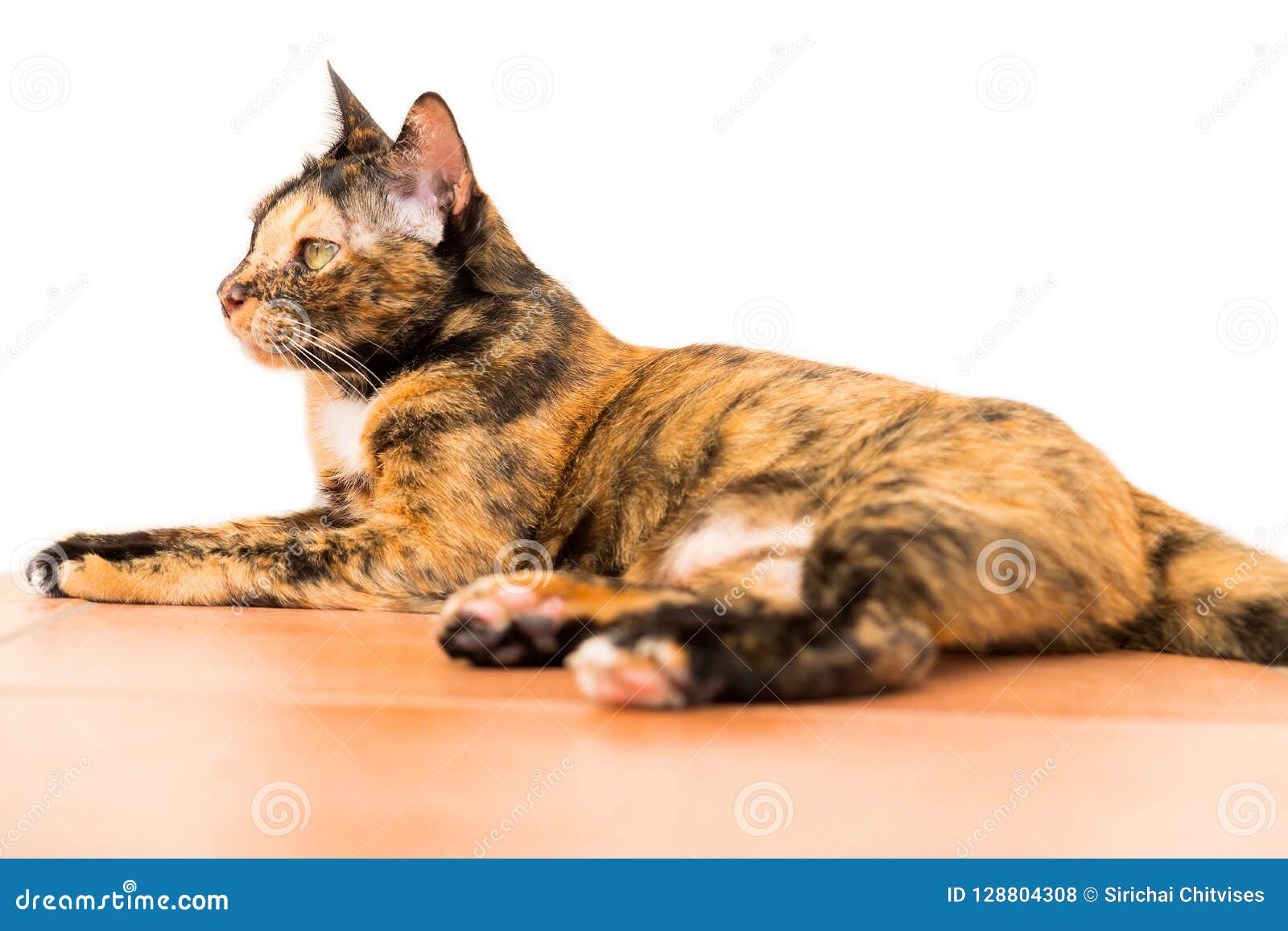 mackerel tabby cat laying down mackerel tabby cat laying down