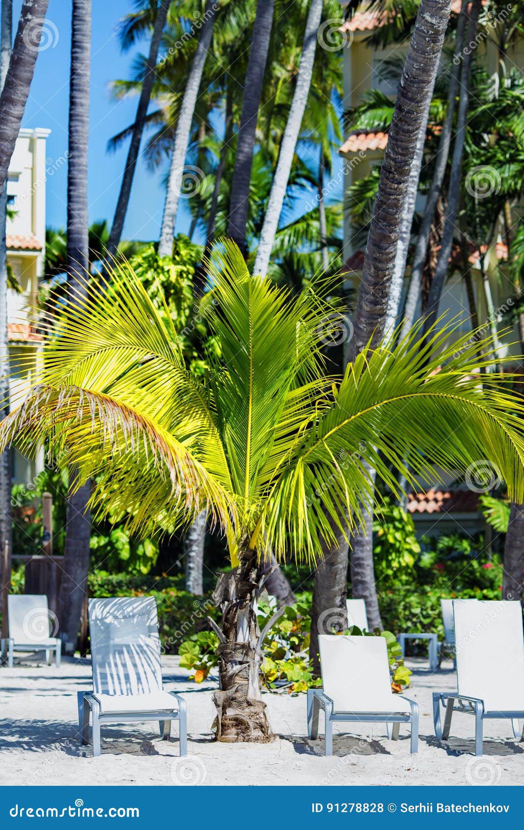 Relax on the Beach Under the Palm Stock Photo Image of lounger, punta