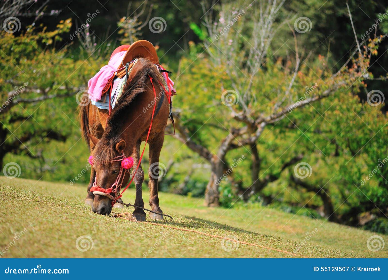 Relax Horse stock image. Image of grazing, dress, young 55129507