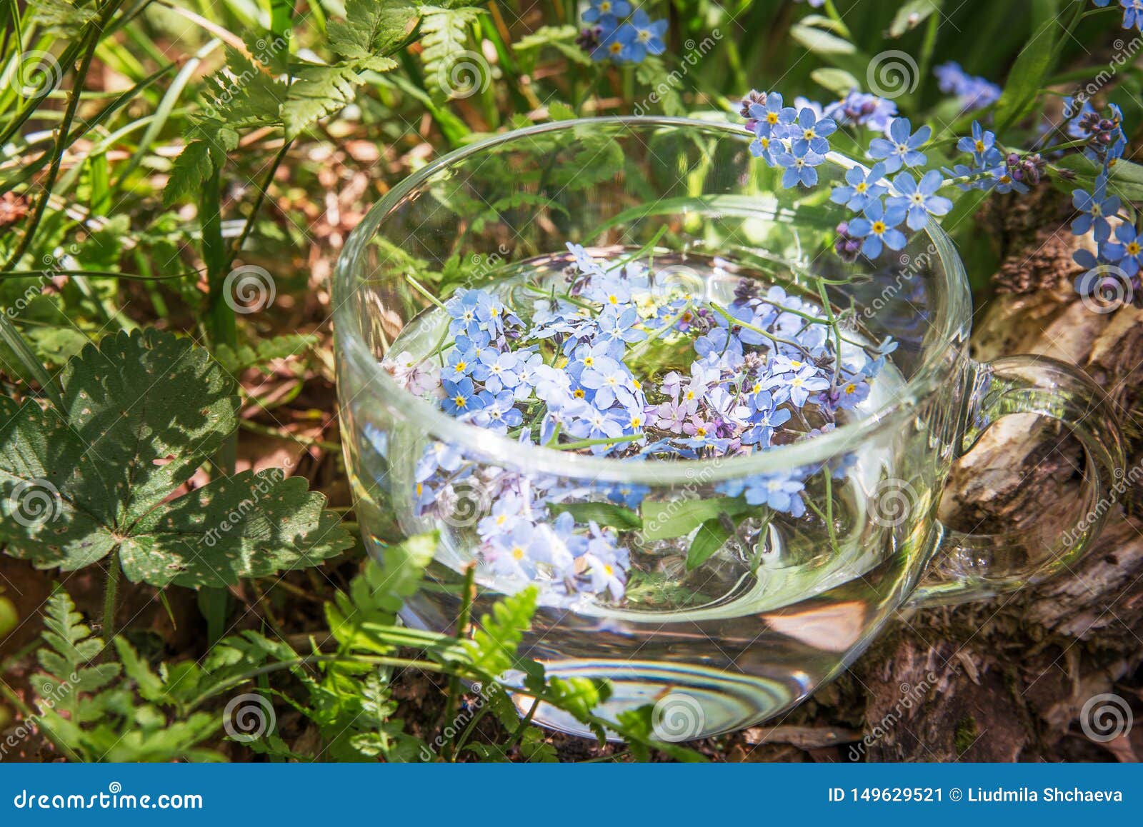 relax tea with an officinal grass of forget-me-not in a transparent cup on a wooden stub, in the moss-grown summer sunny day