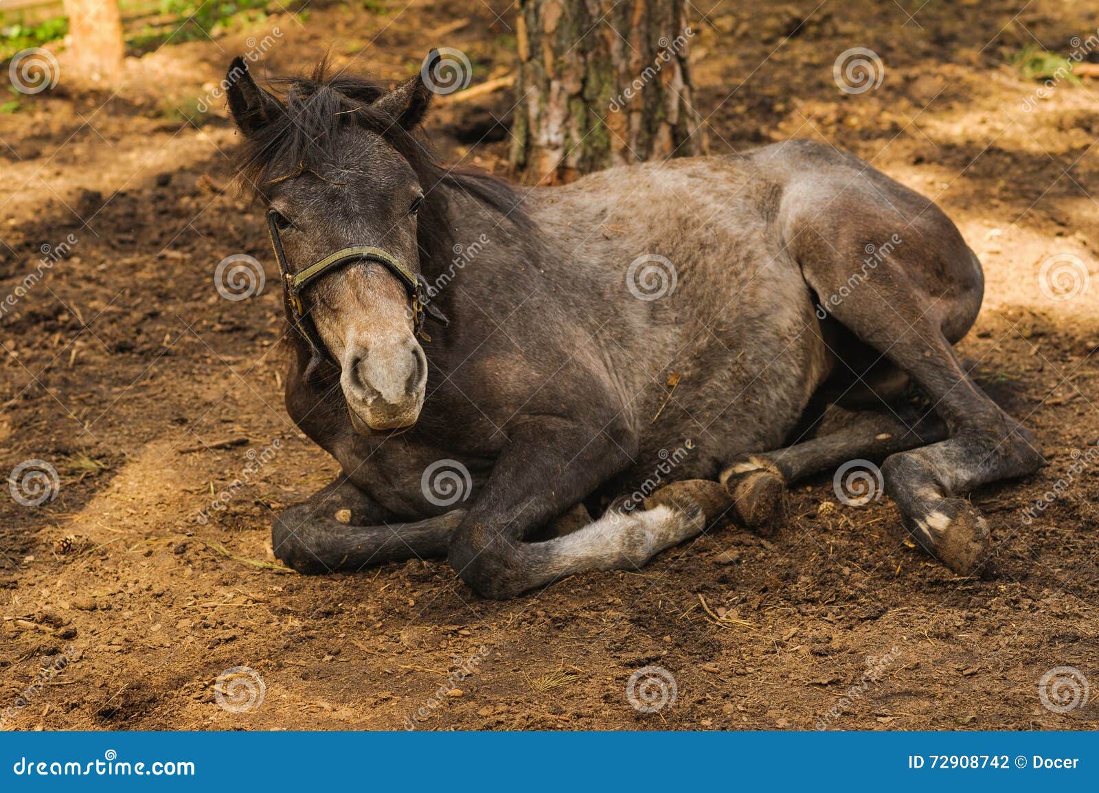 Relaxation horse stock photo. Image of farm, rest, nature 72908742