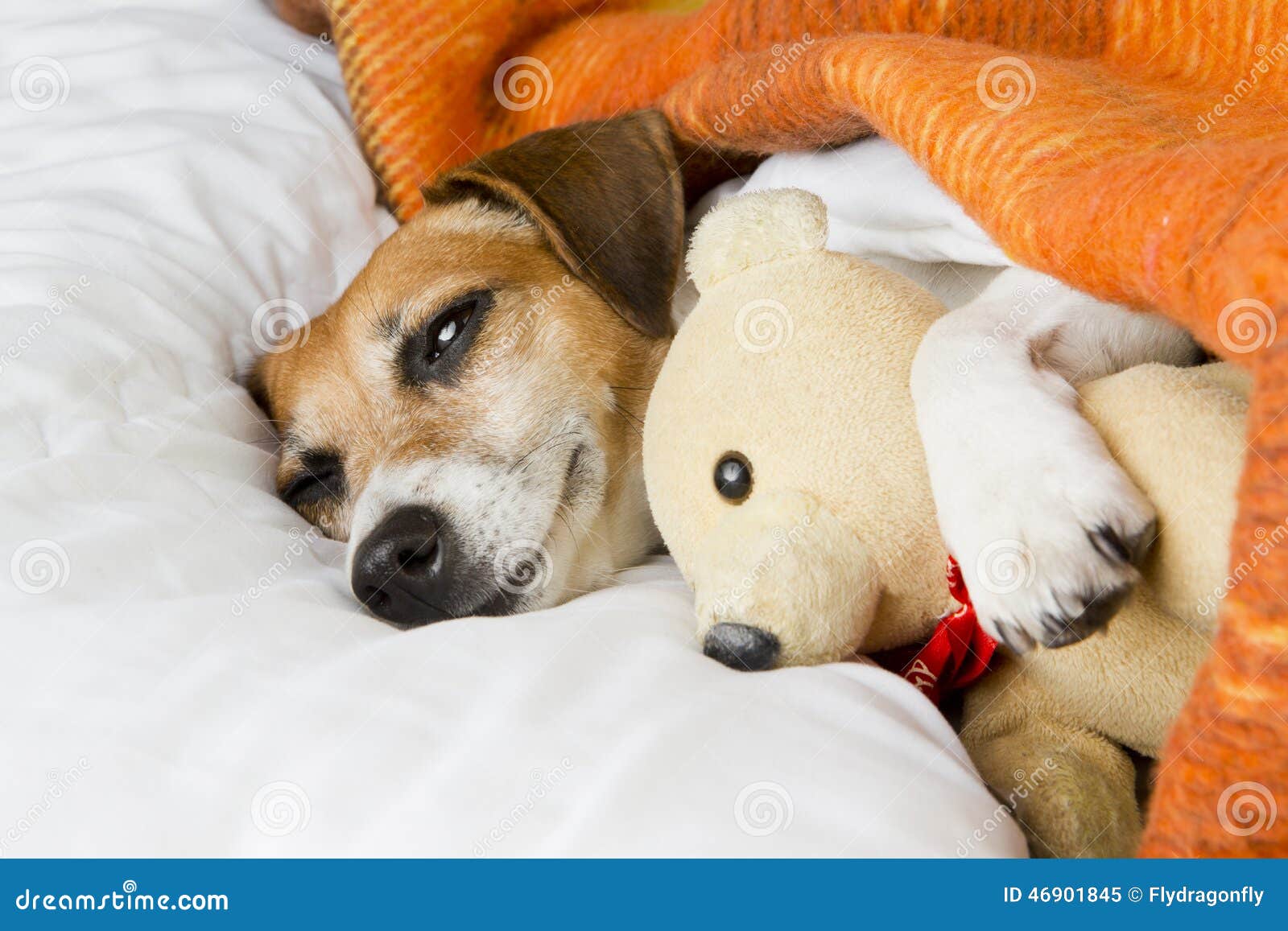 relaxation tenderness and comfort dog