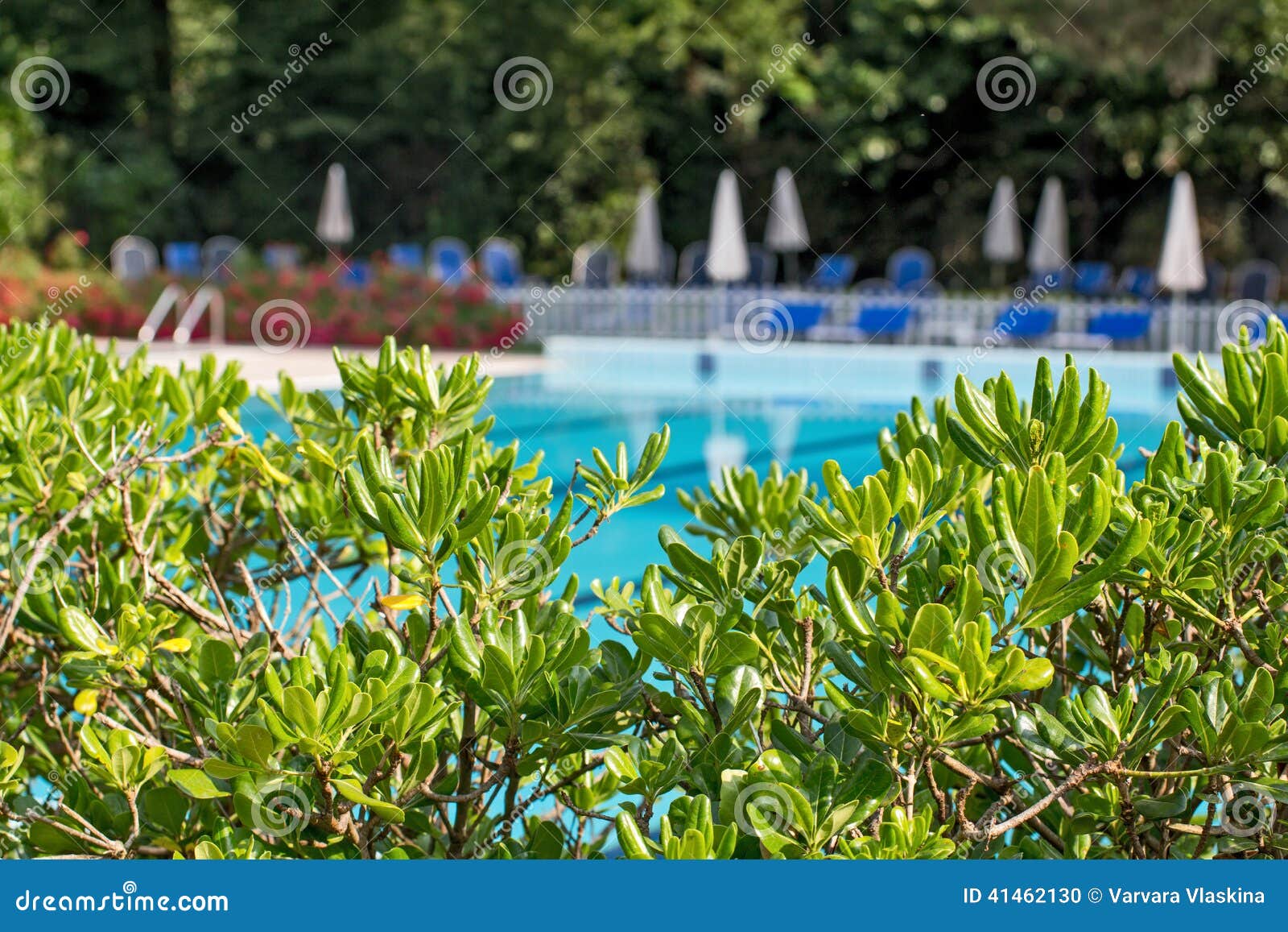 Relaxation Zone with Greenery and Swimming Pool Stock Photo Image of relaxation, greenery