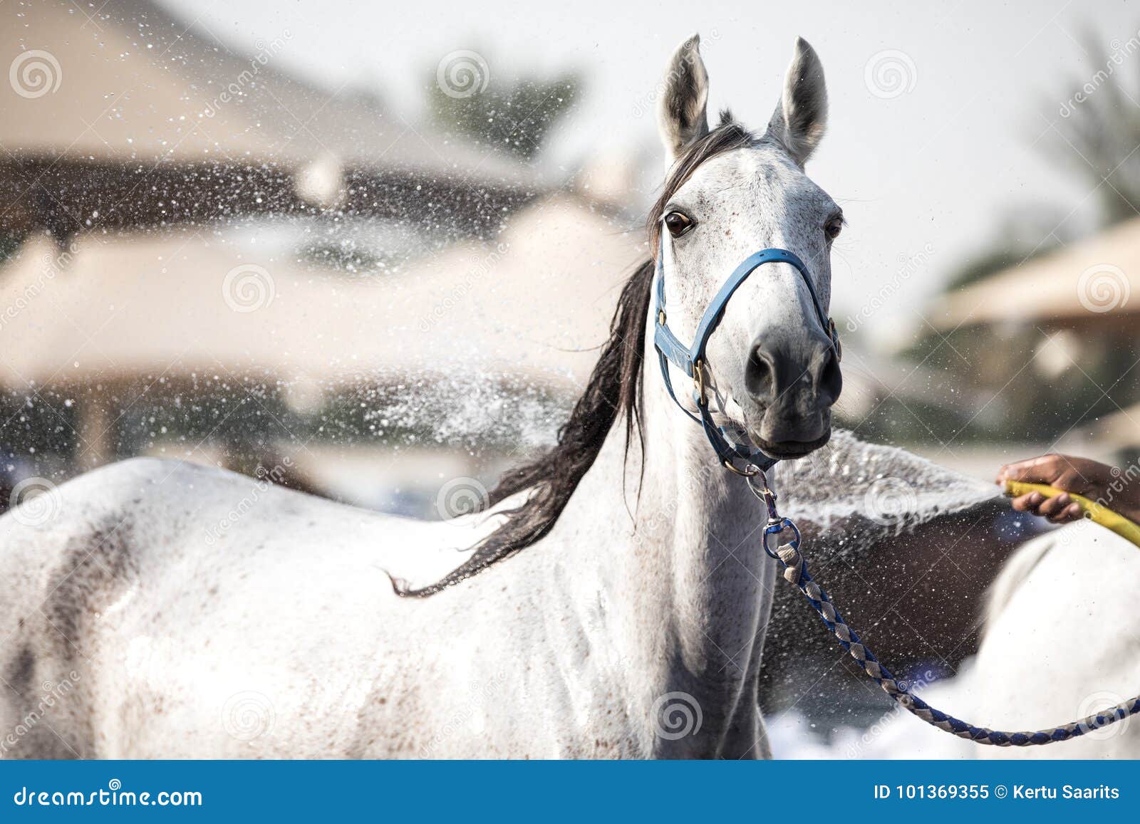 a relaxed arabian horse enjoying a refreshing shower.