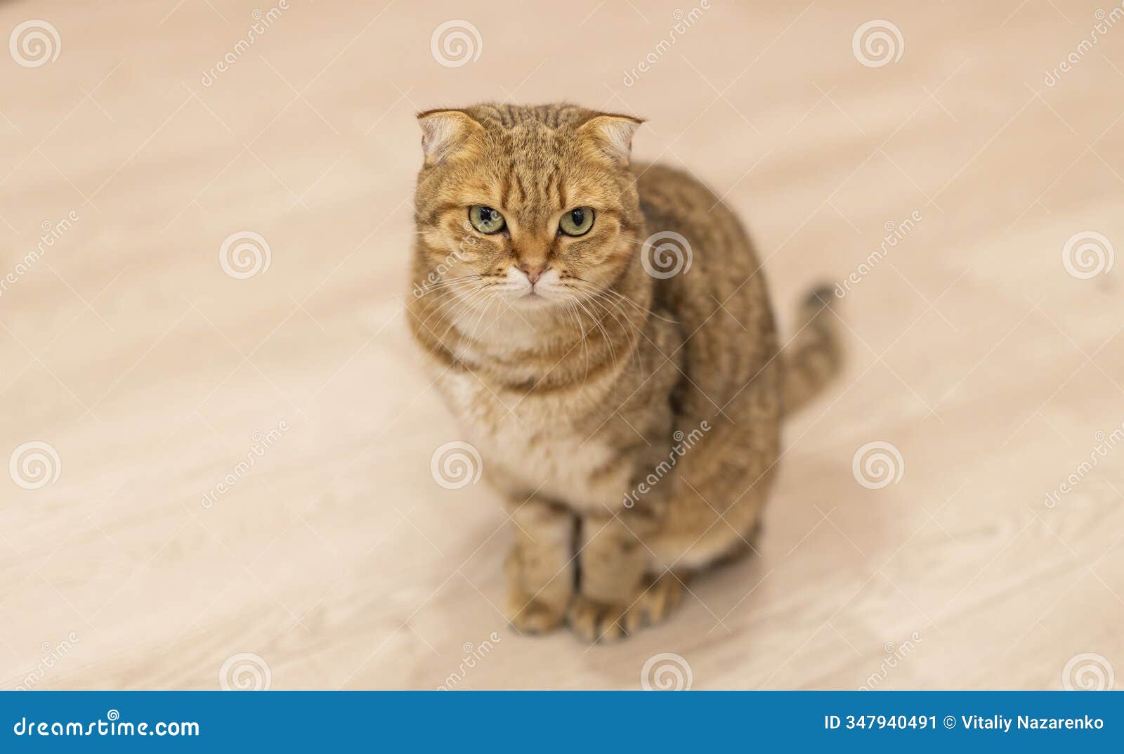 a relaxed orange tabby cat rests on a soft blanket, looking into the distance with a calm and thoughtful expression