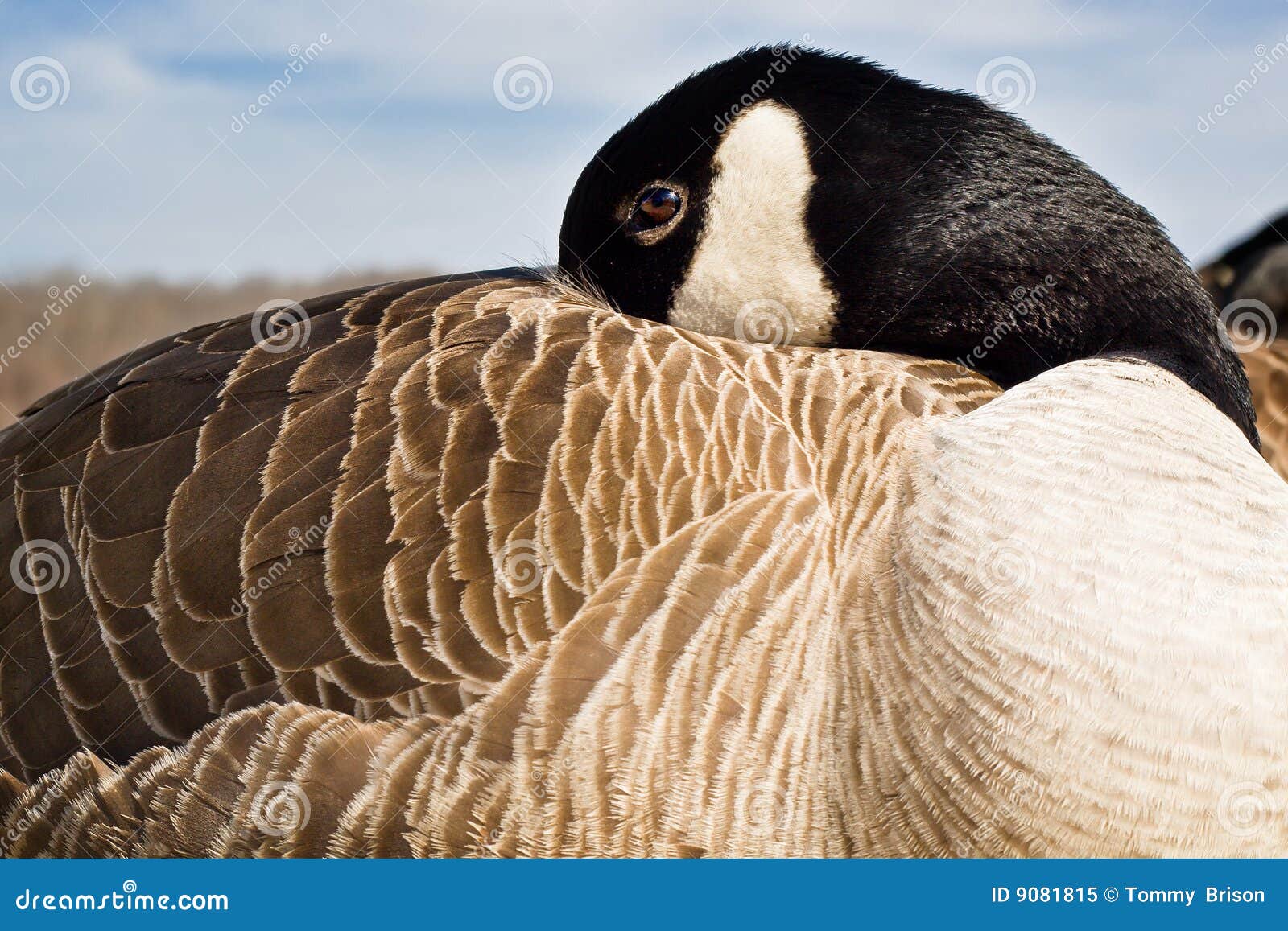 wild goose sound wild goose sound