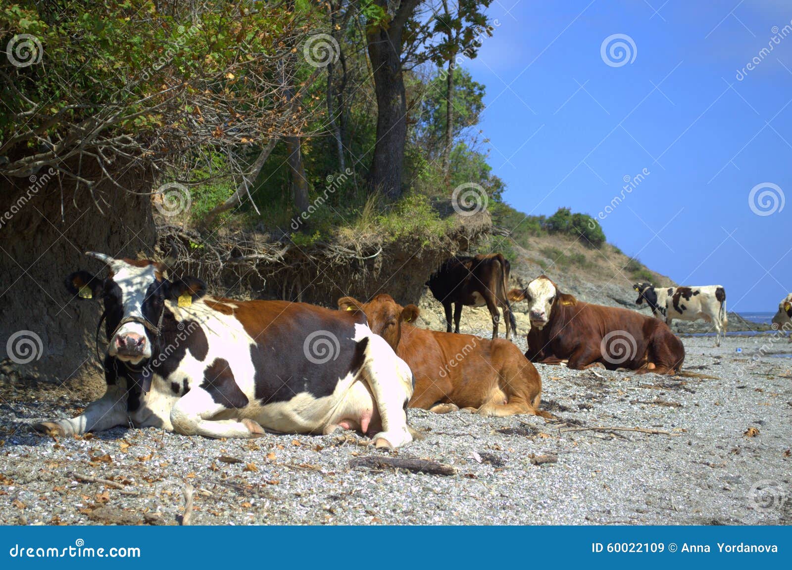 Relaxing cows at coast. Cows herd relaxing at Black Sea coast,on hot summer day,near Ahtopol town ,Bulgaria