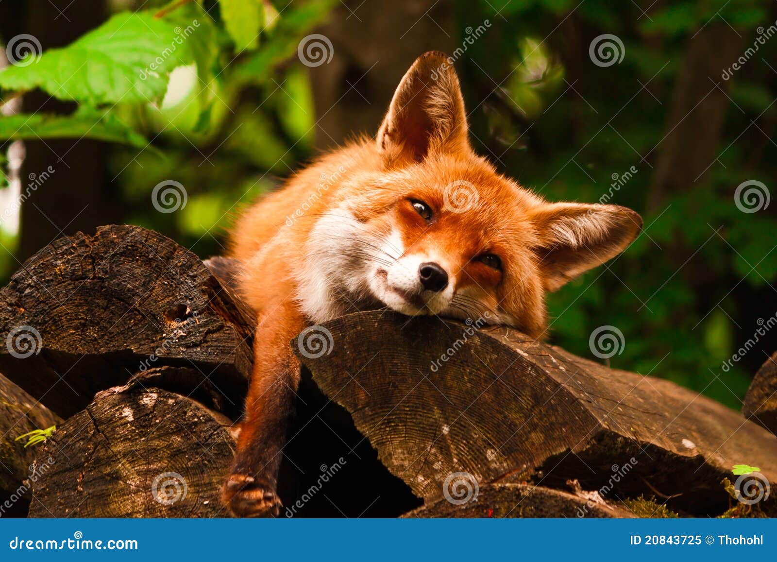 relaxing fox