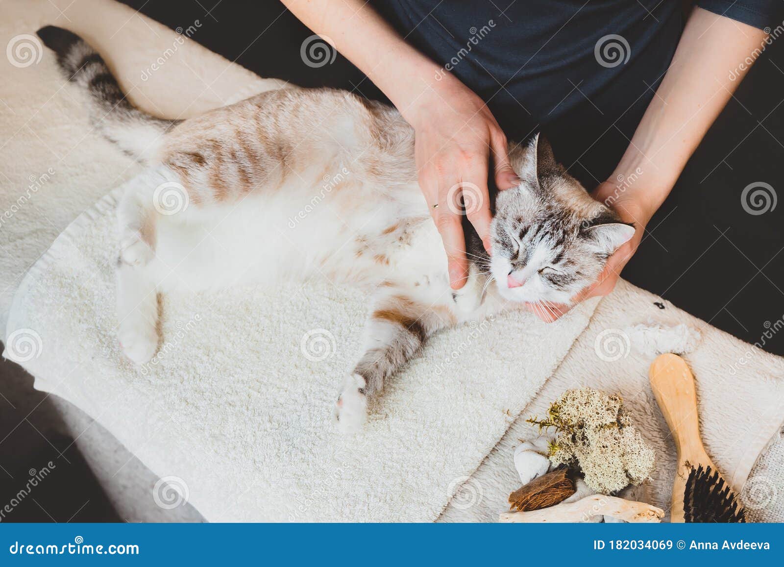 A Relaxing Massage of the Cat Stock Image Image of domestication