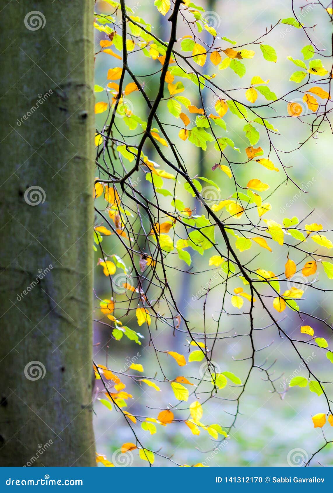Relaxing And Peaceful Scene In The Forest With Sense For Balance And Tranquility Stock Photo Image Of Sunny Sense