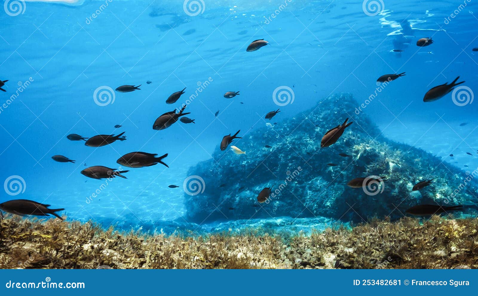 Relaxing View of Underwater Life Stock Image Image of water, algae
