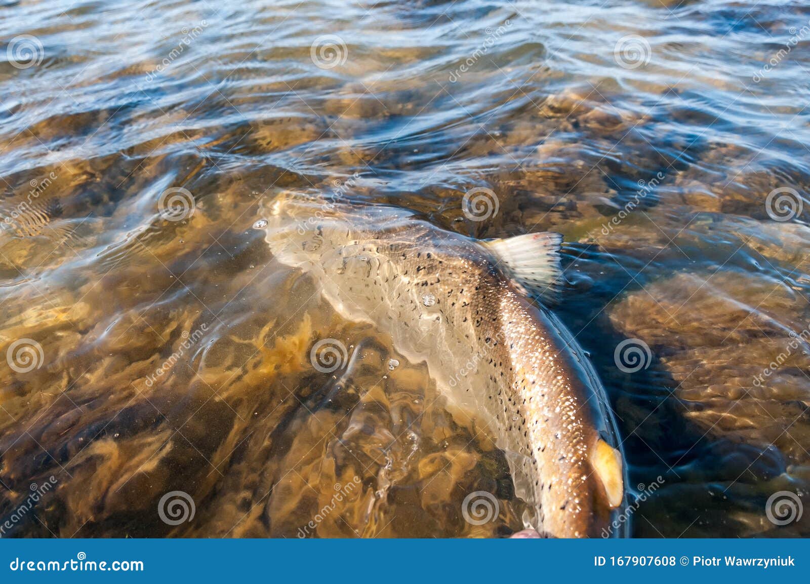 Releasing A Trout In The Western Lakes Of Tasmania Stock Photography