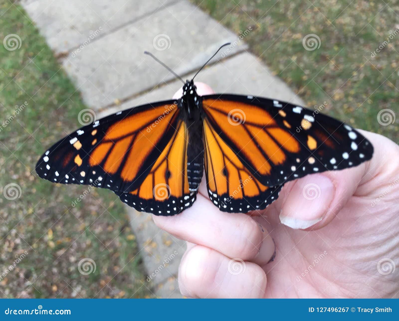 Monarch Butterfly Release from Stock Image Image of release, perched
