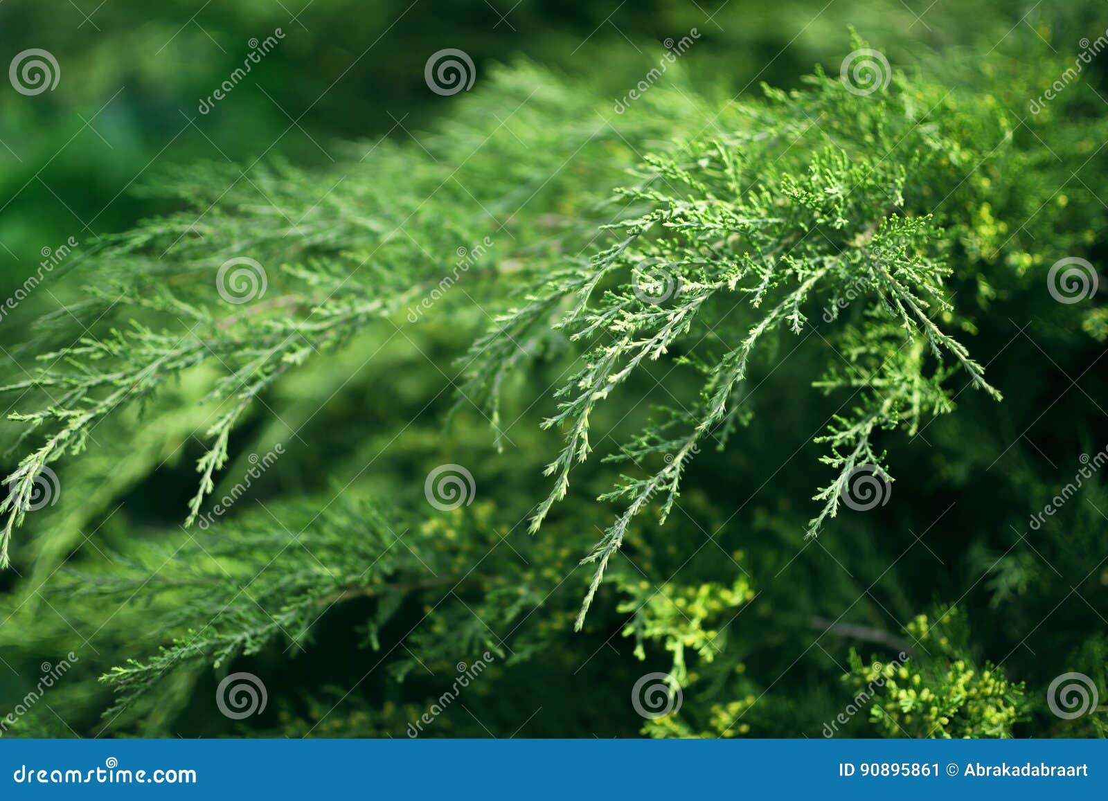 relict green shrub close up, greenery nature background