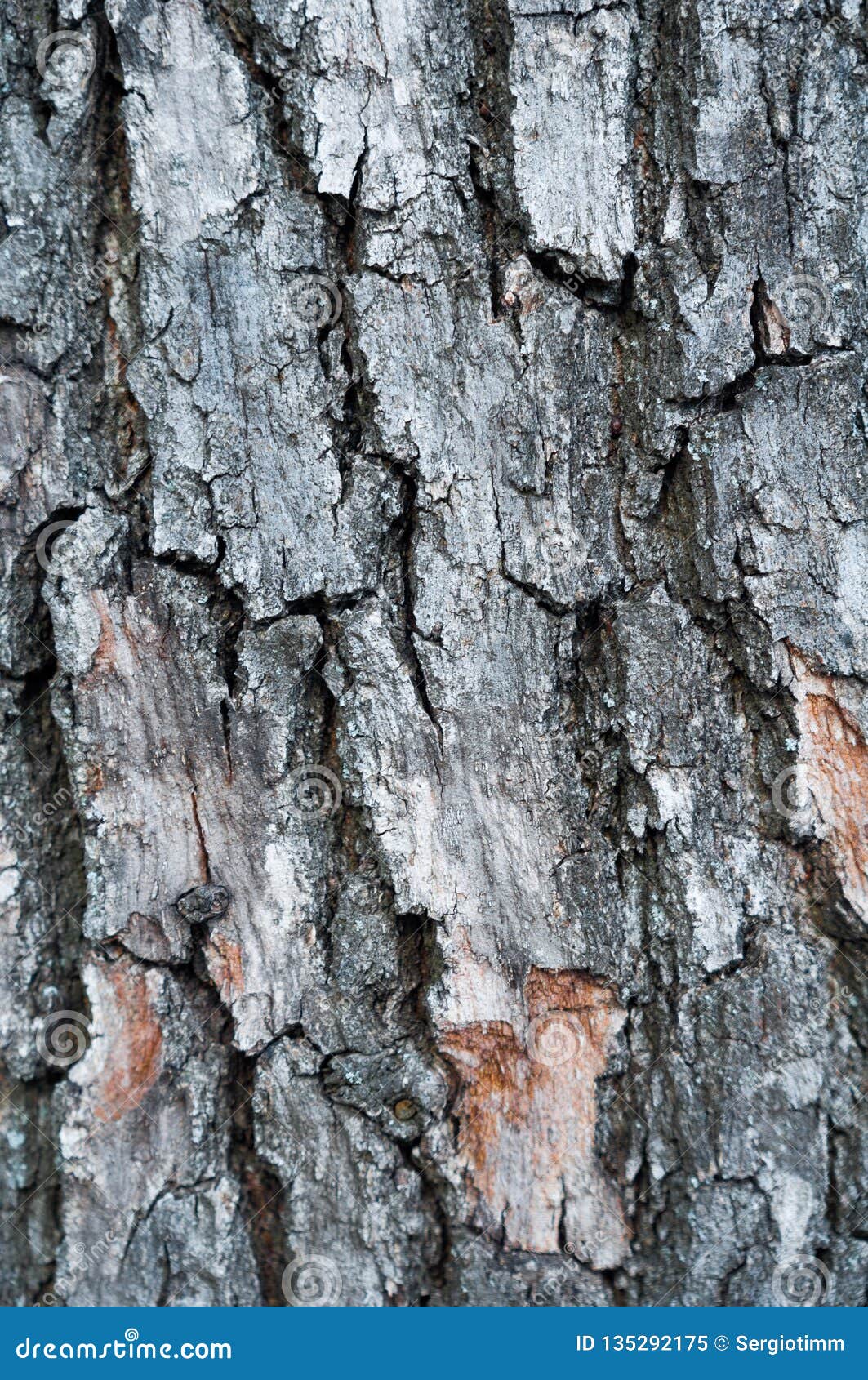 Relief Bark Of Pine Tree. Rough Surface Of Age Wood Trunk. Close Up Image. Textured, Uneven, Dry