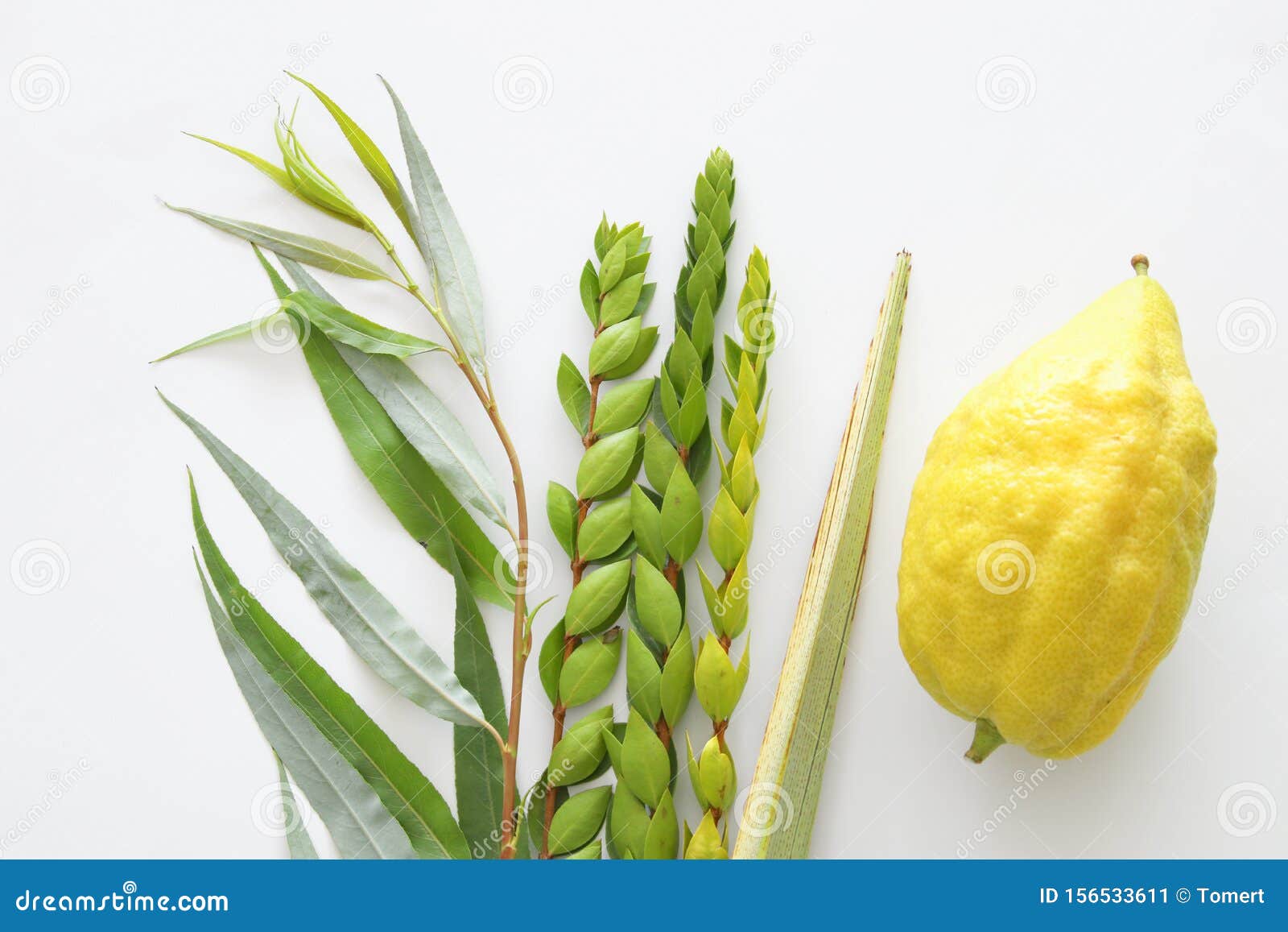 religion image of jewish festival of sukkot. traditional s the four species: etrog, lulav, hadas, arava. white background