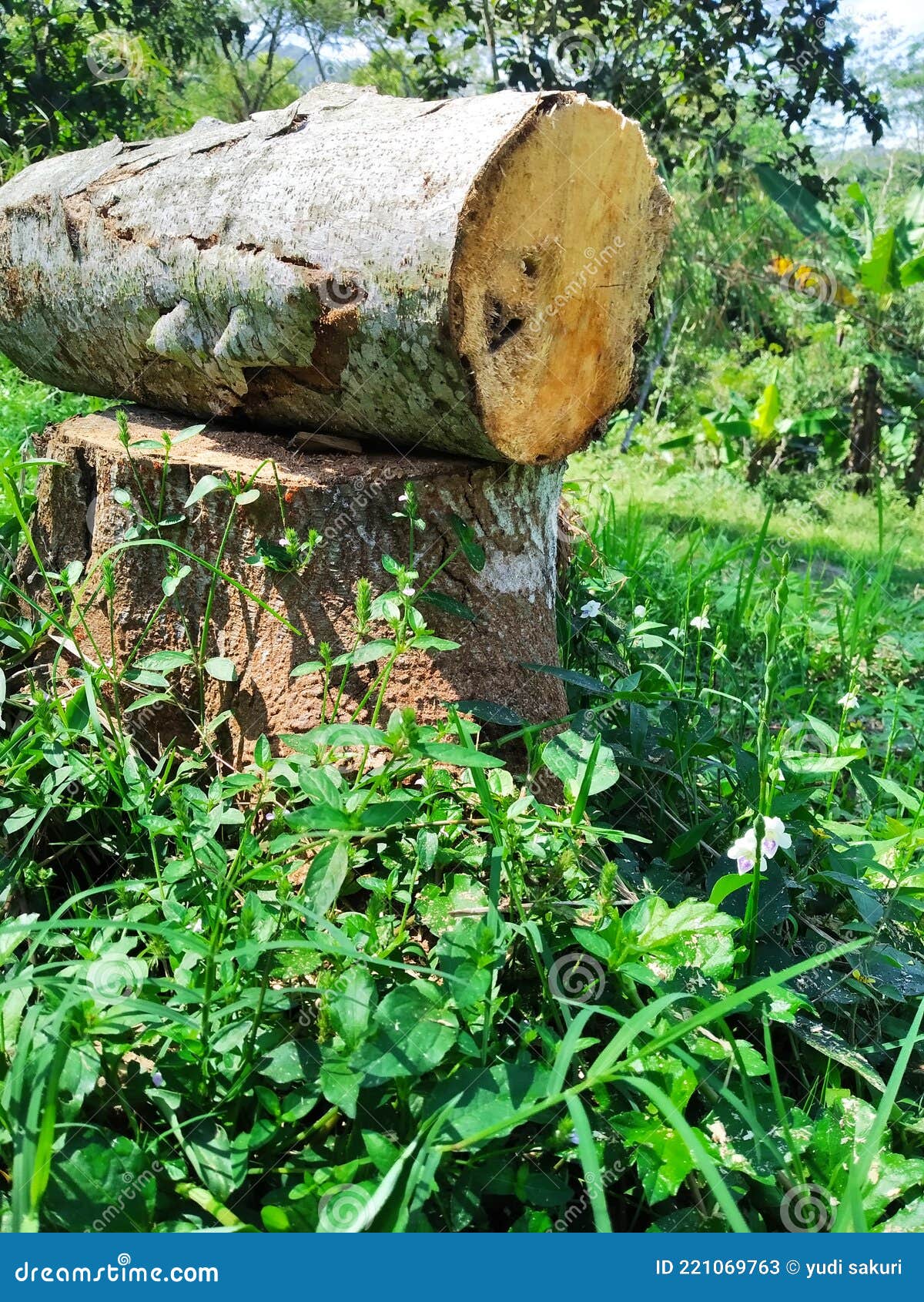 Is Selective Logging Really Sustainable? The Shocking Truth - kg6b7np