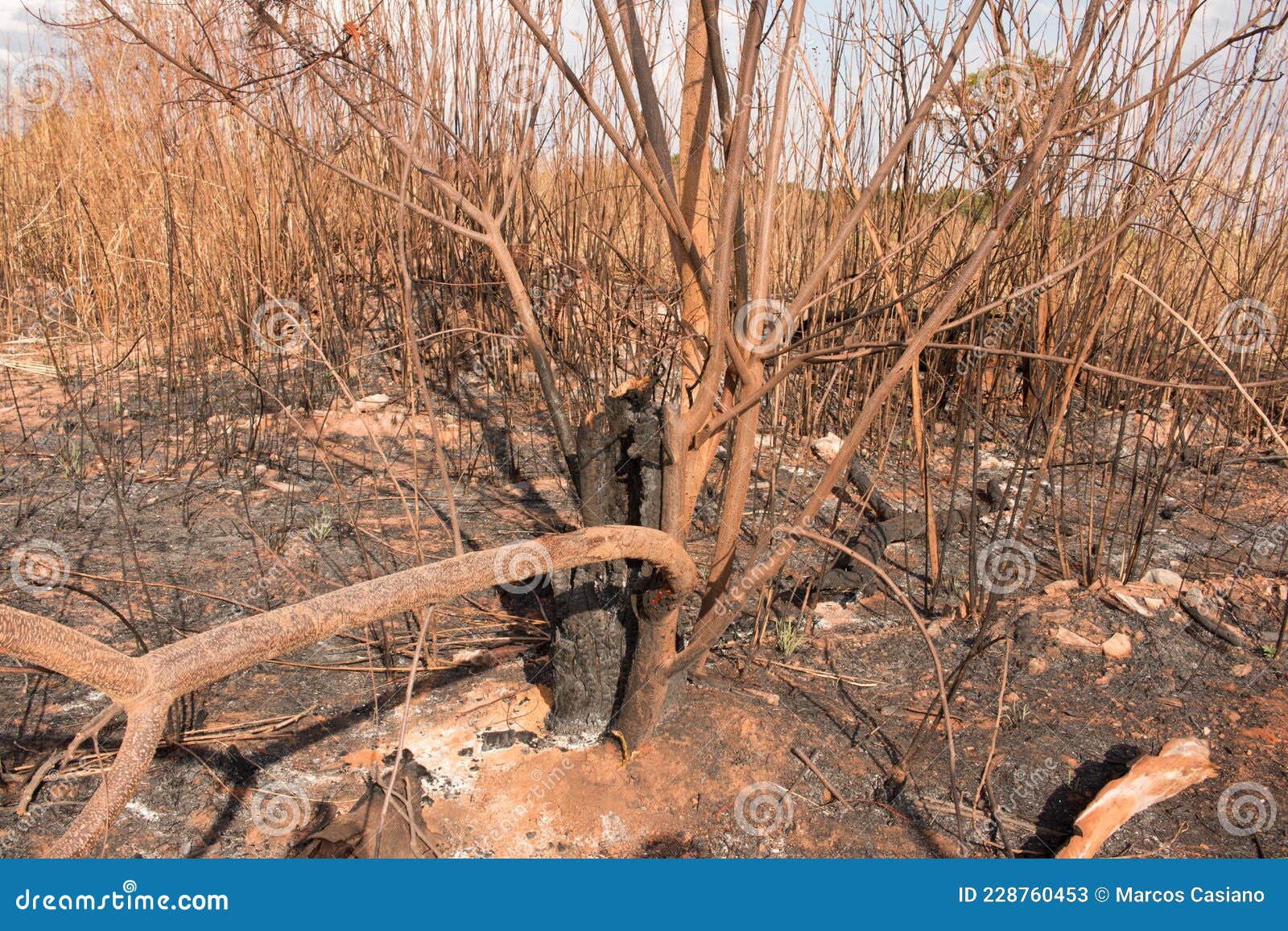 remains of a brush fire