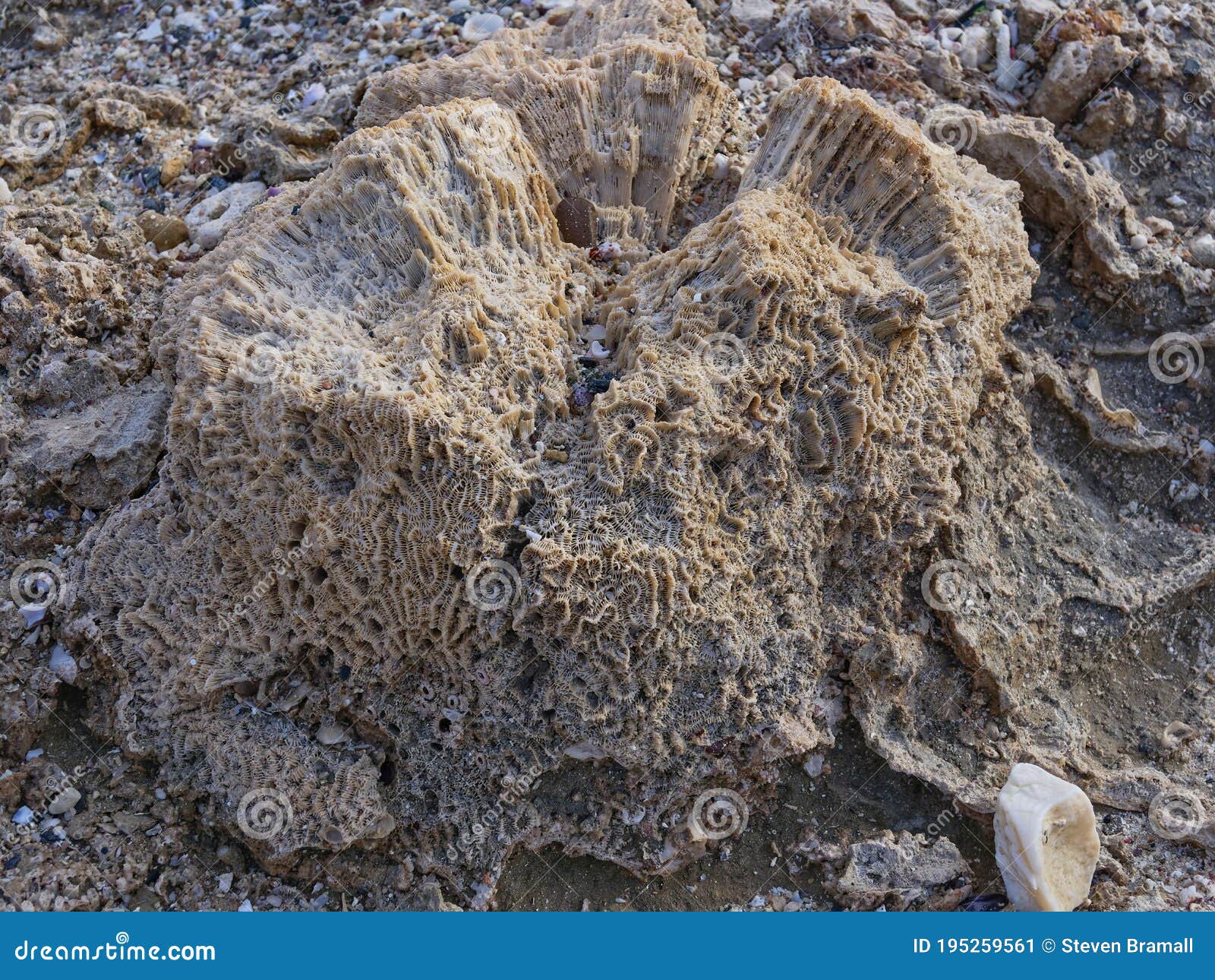 Skeleton of a Large Brain Coral on a Beach on the Shore of the Red Sea ...