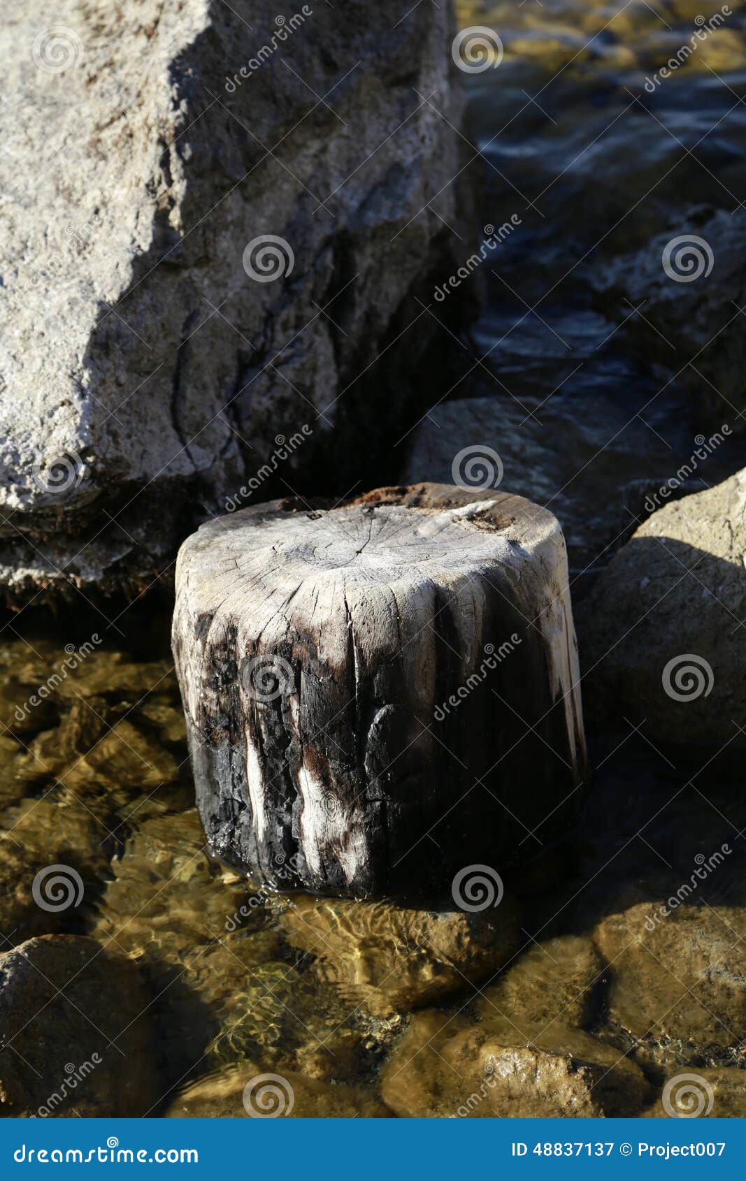 remains of forest fire
